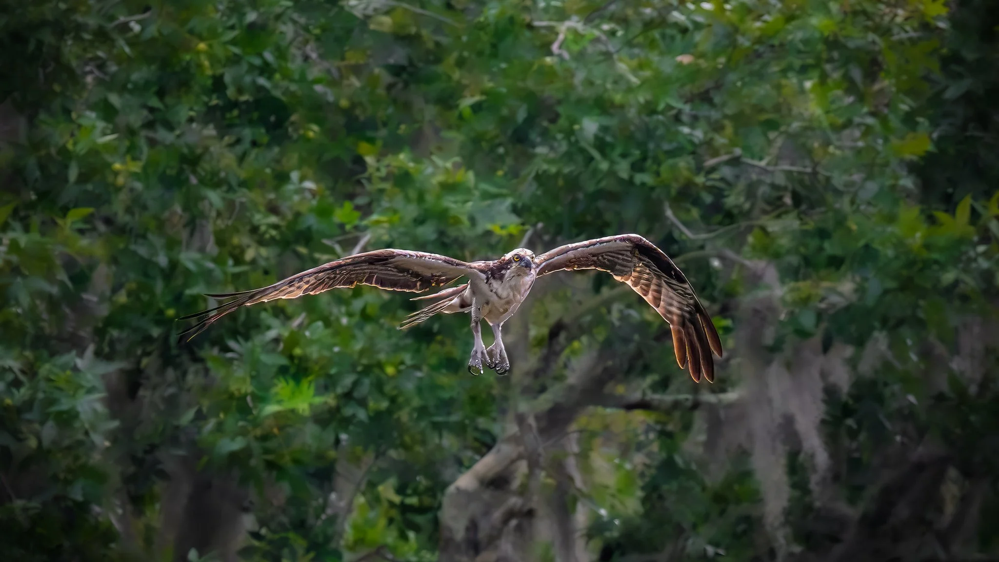 American Osprey