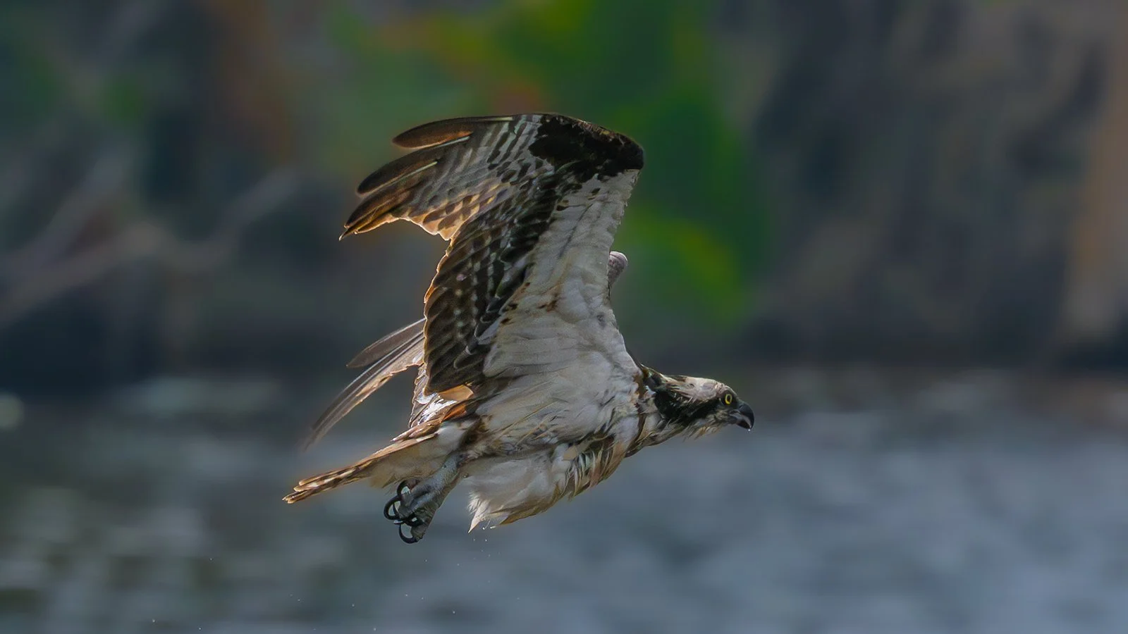 American Osprey