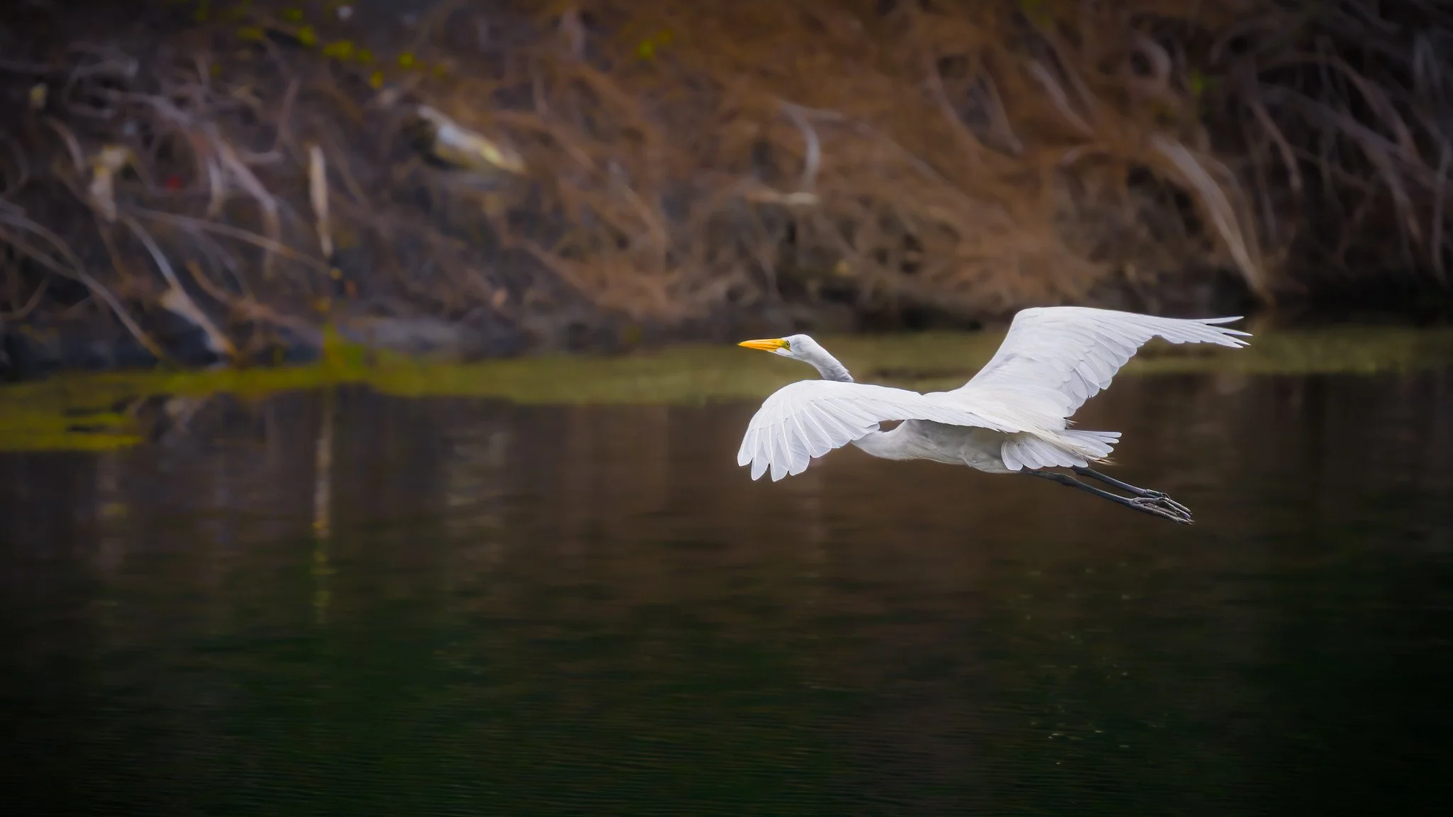 Great Egret