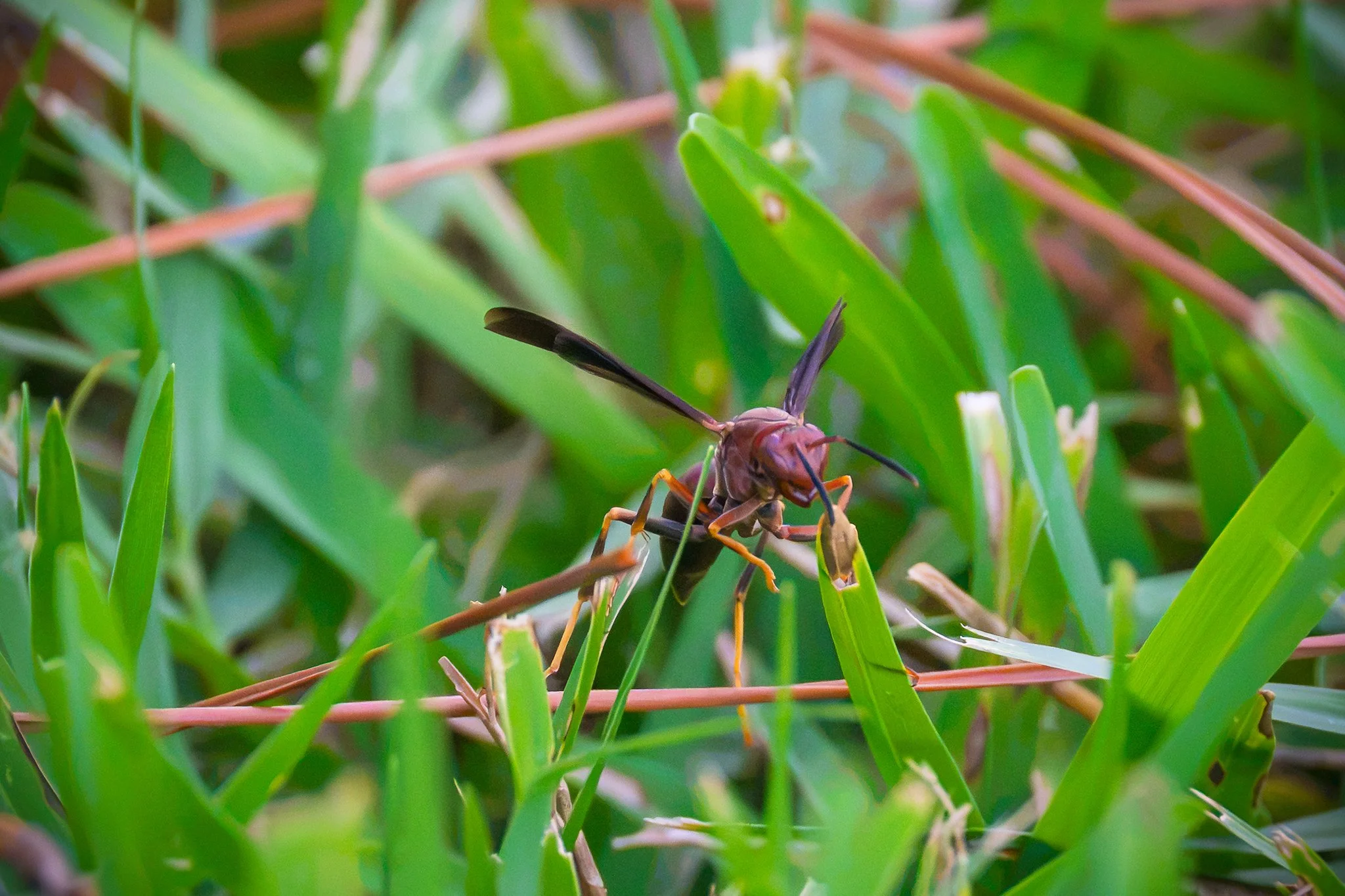 Metric Paper Wasp