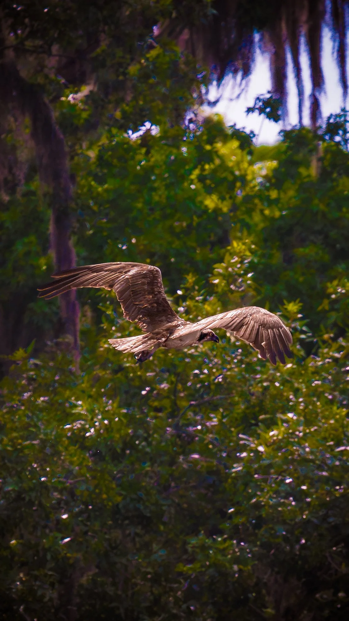 American Osprey