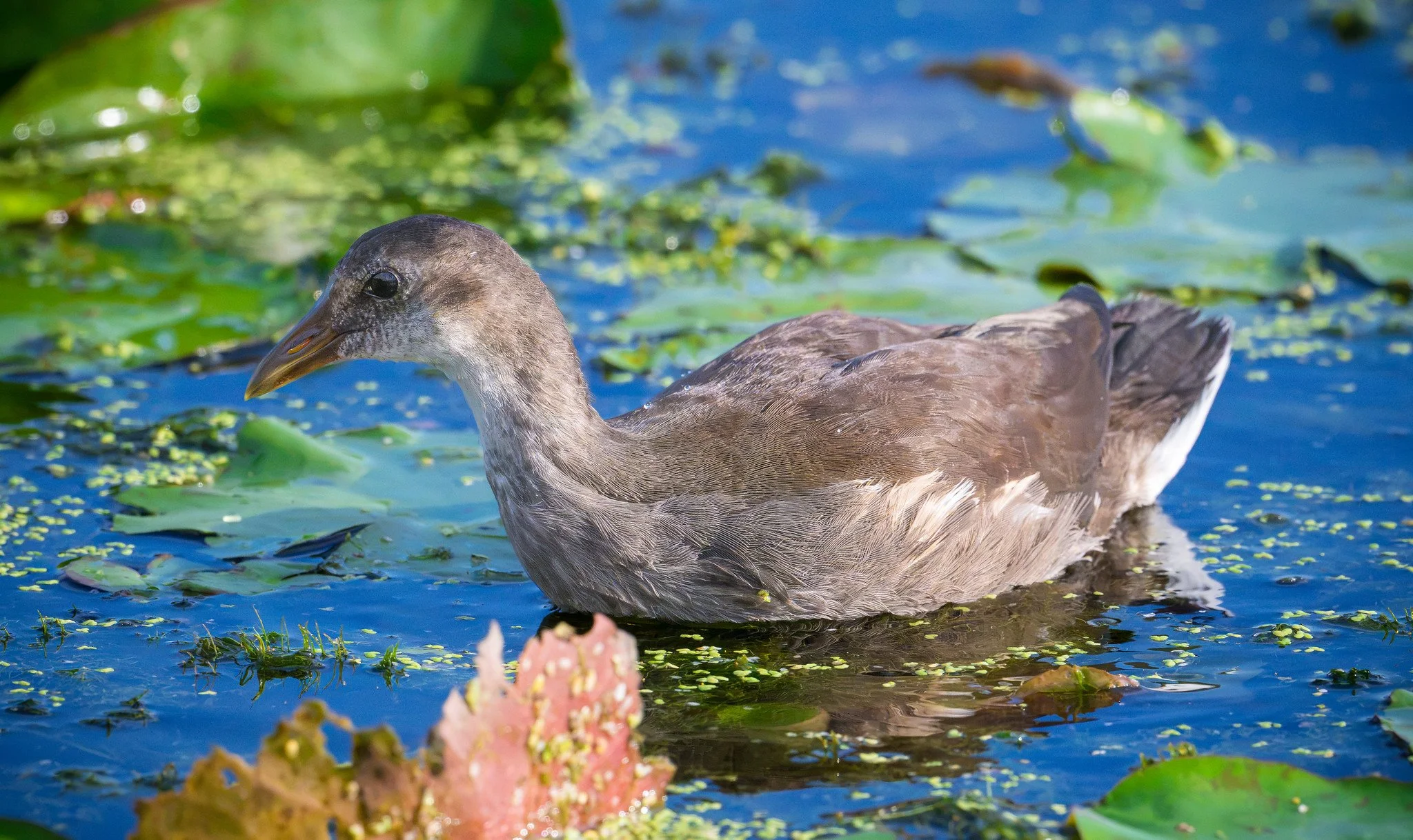 Common Gallinule