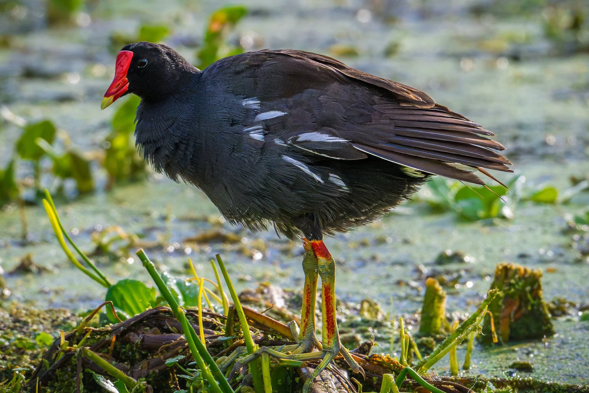 Common Gallinule