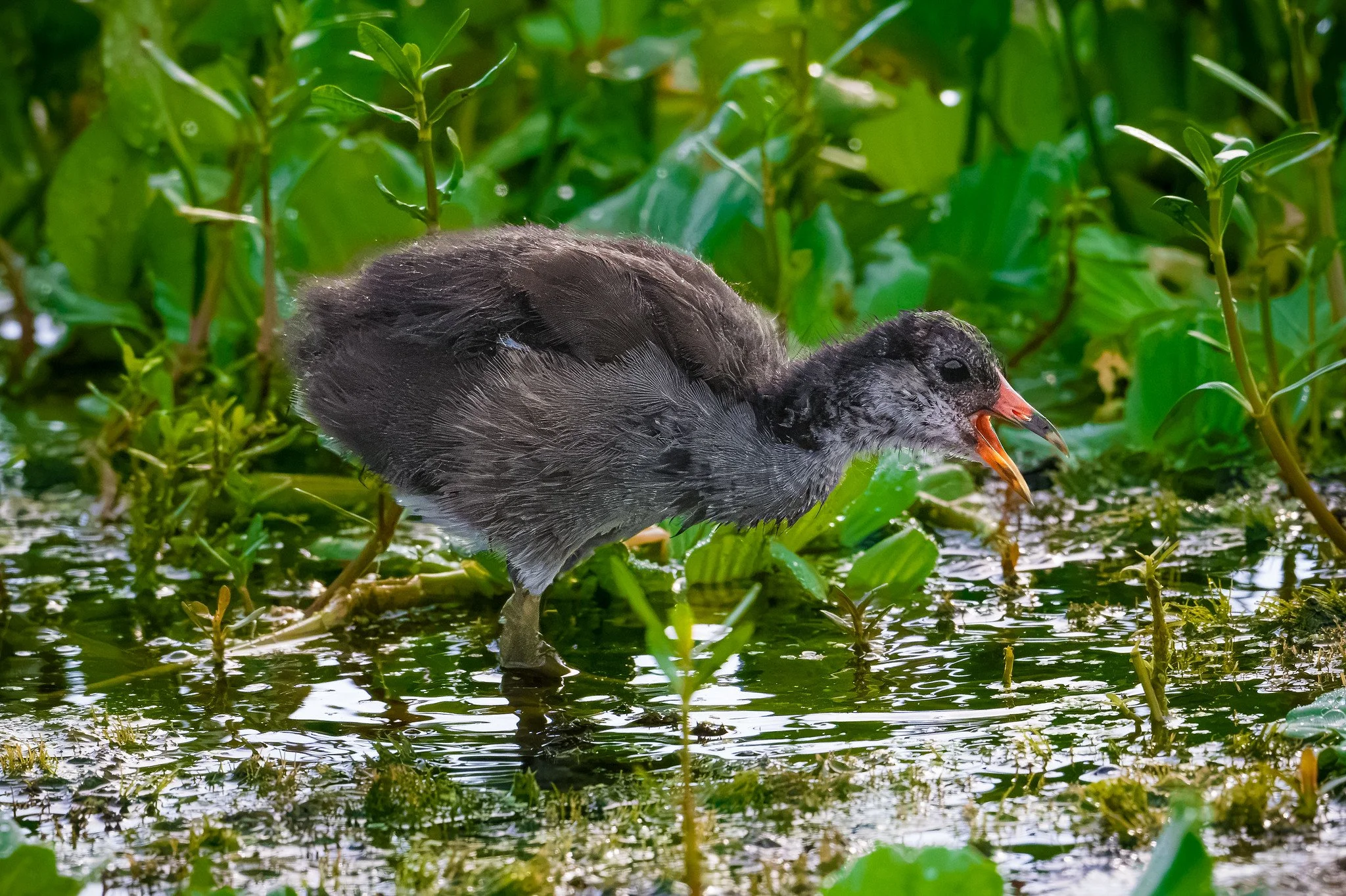 Common Gallinule