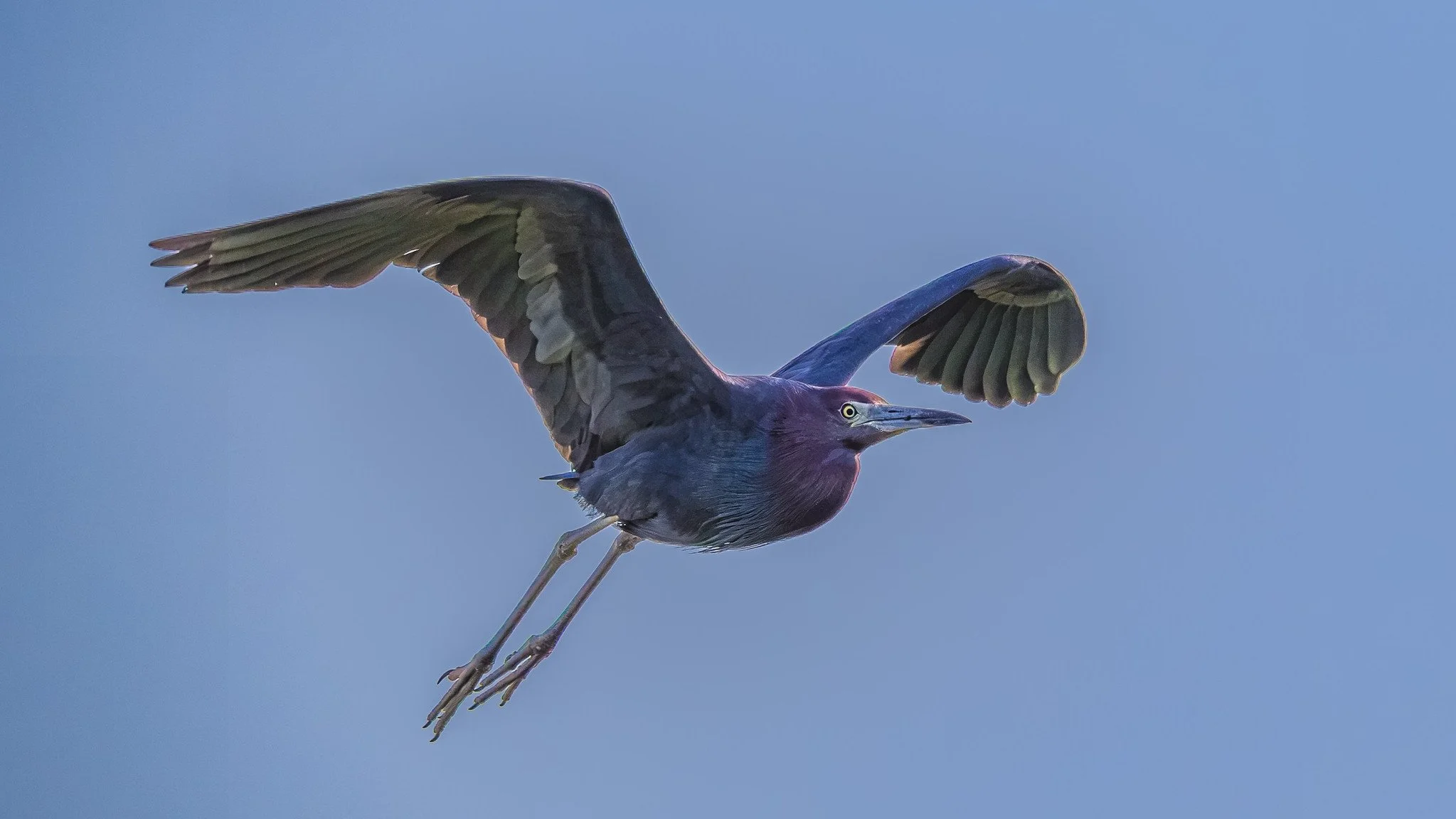 Little Blue Heron