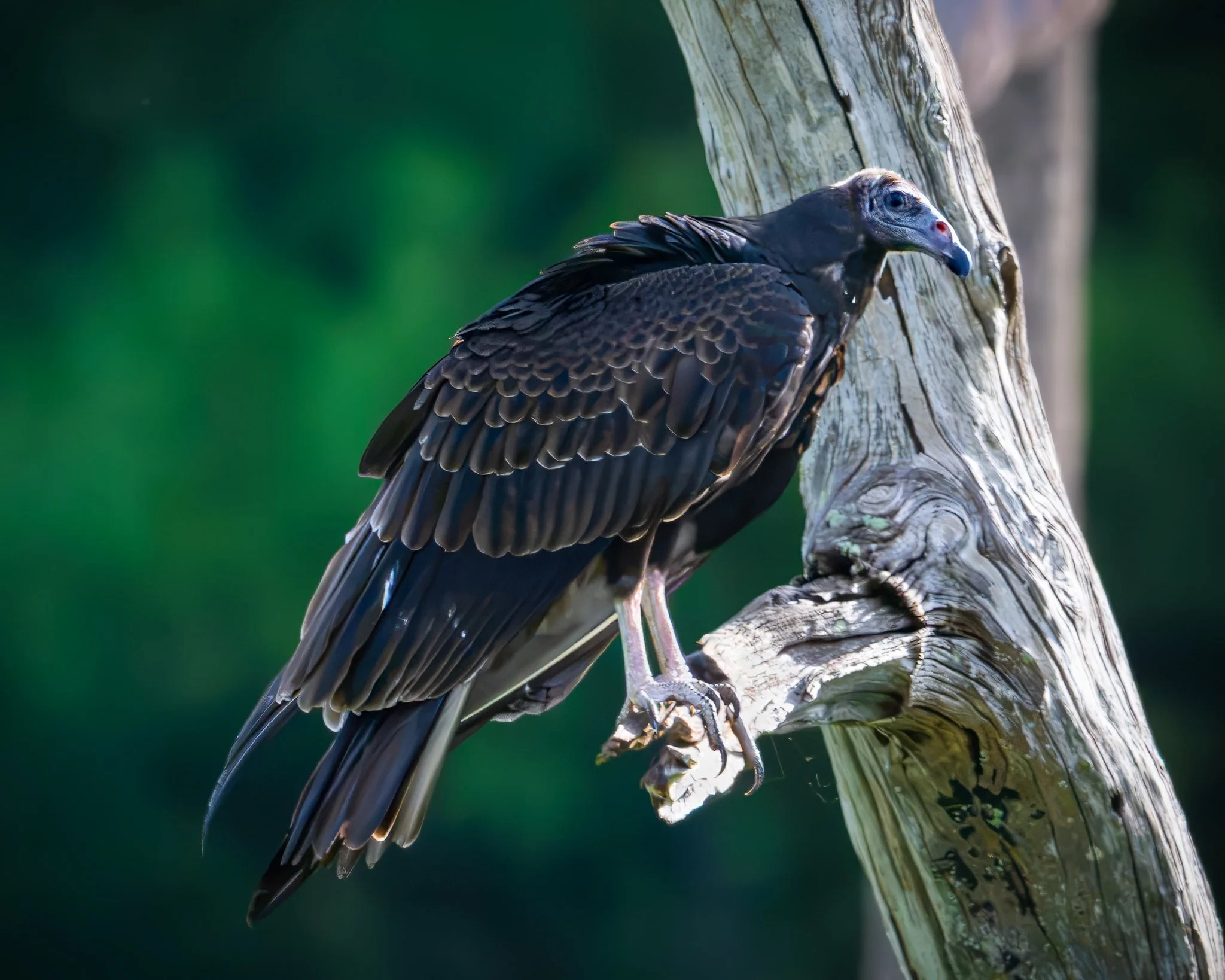 Turkey Vulture