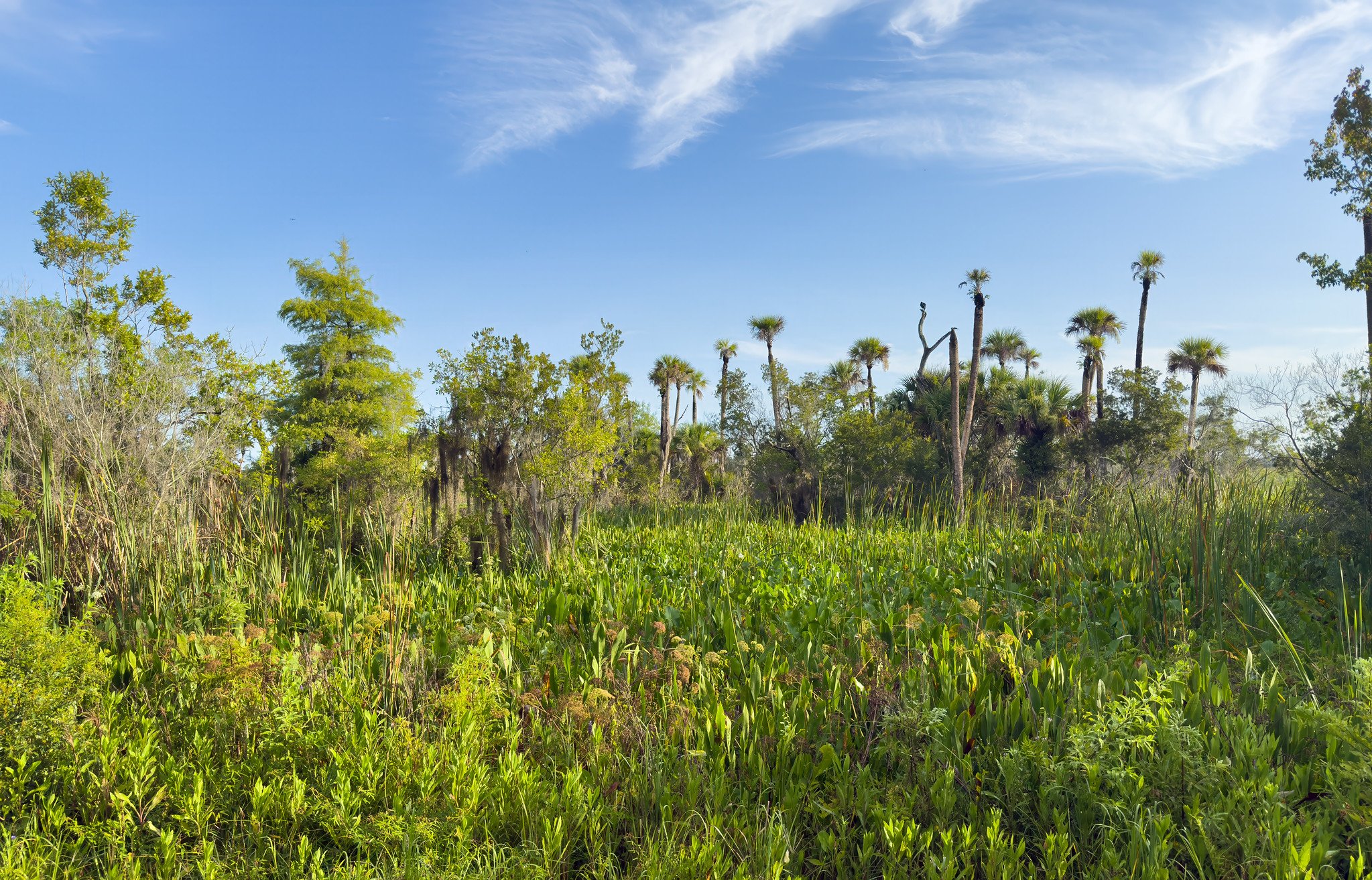 Orlando Wetlands