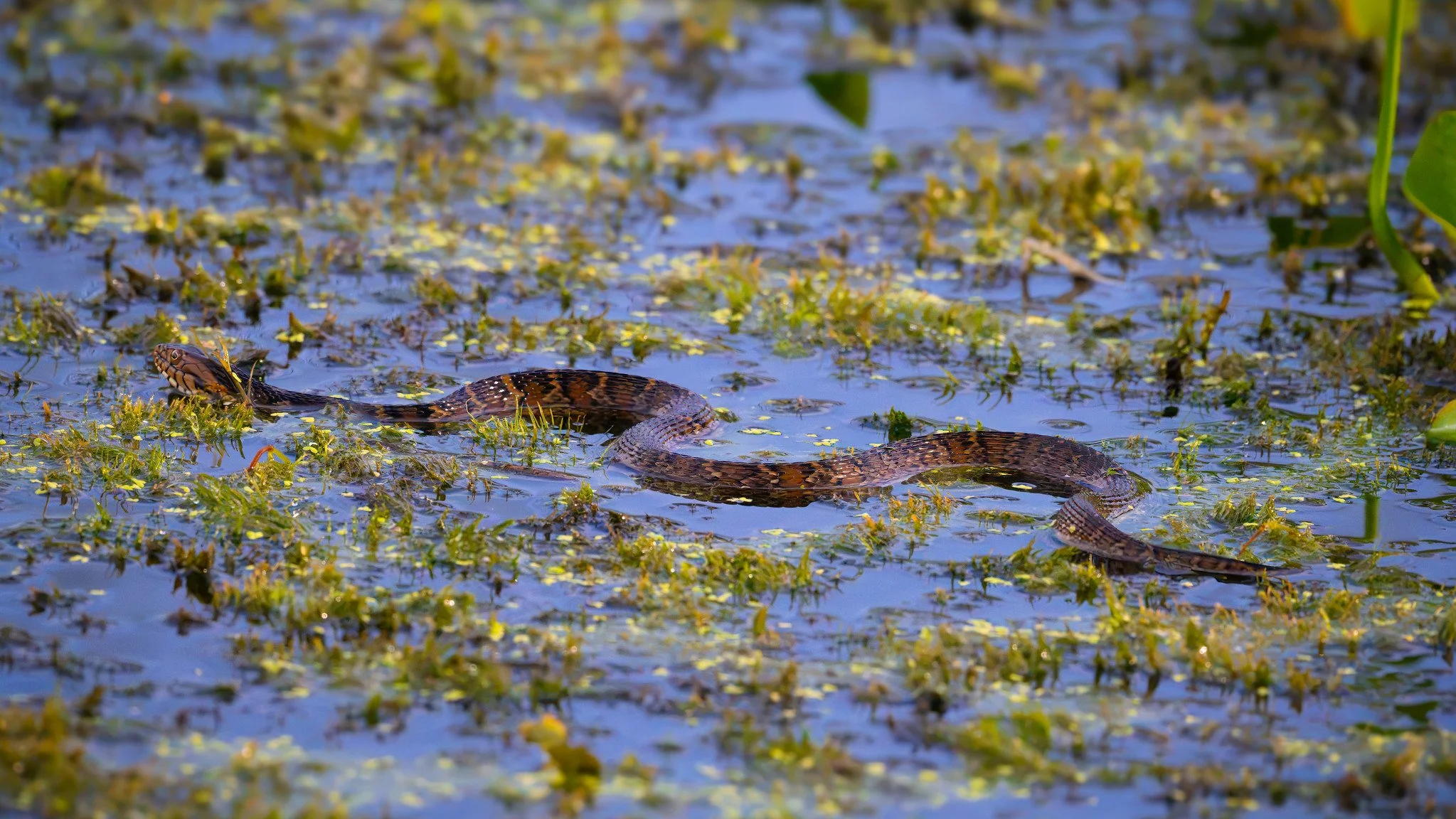 Banded Water Snake