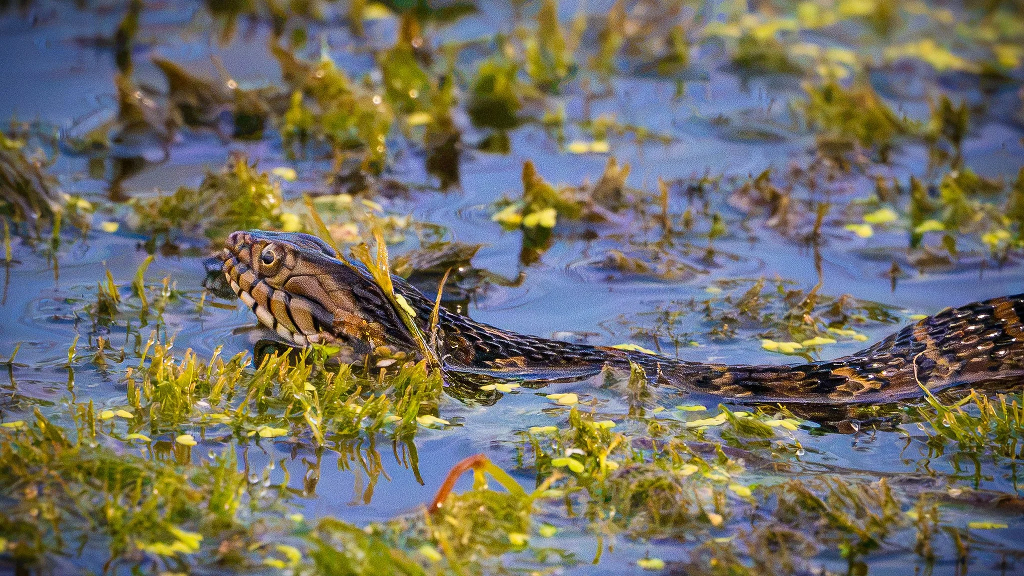 Z8-20260718NZ8_2447