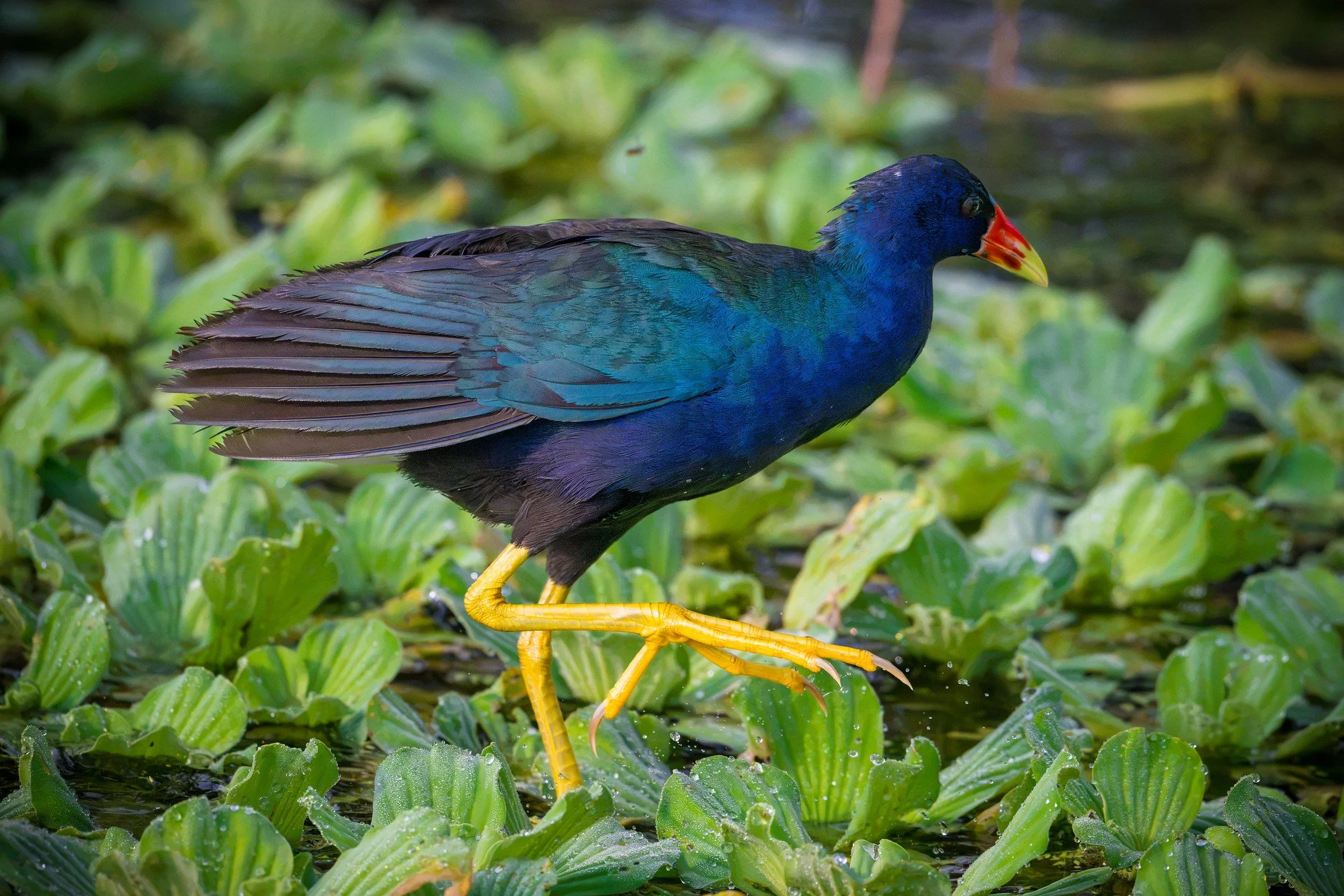 Purple Gallinule