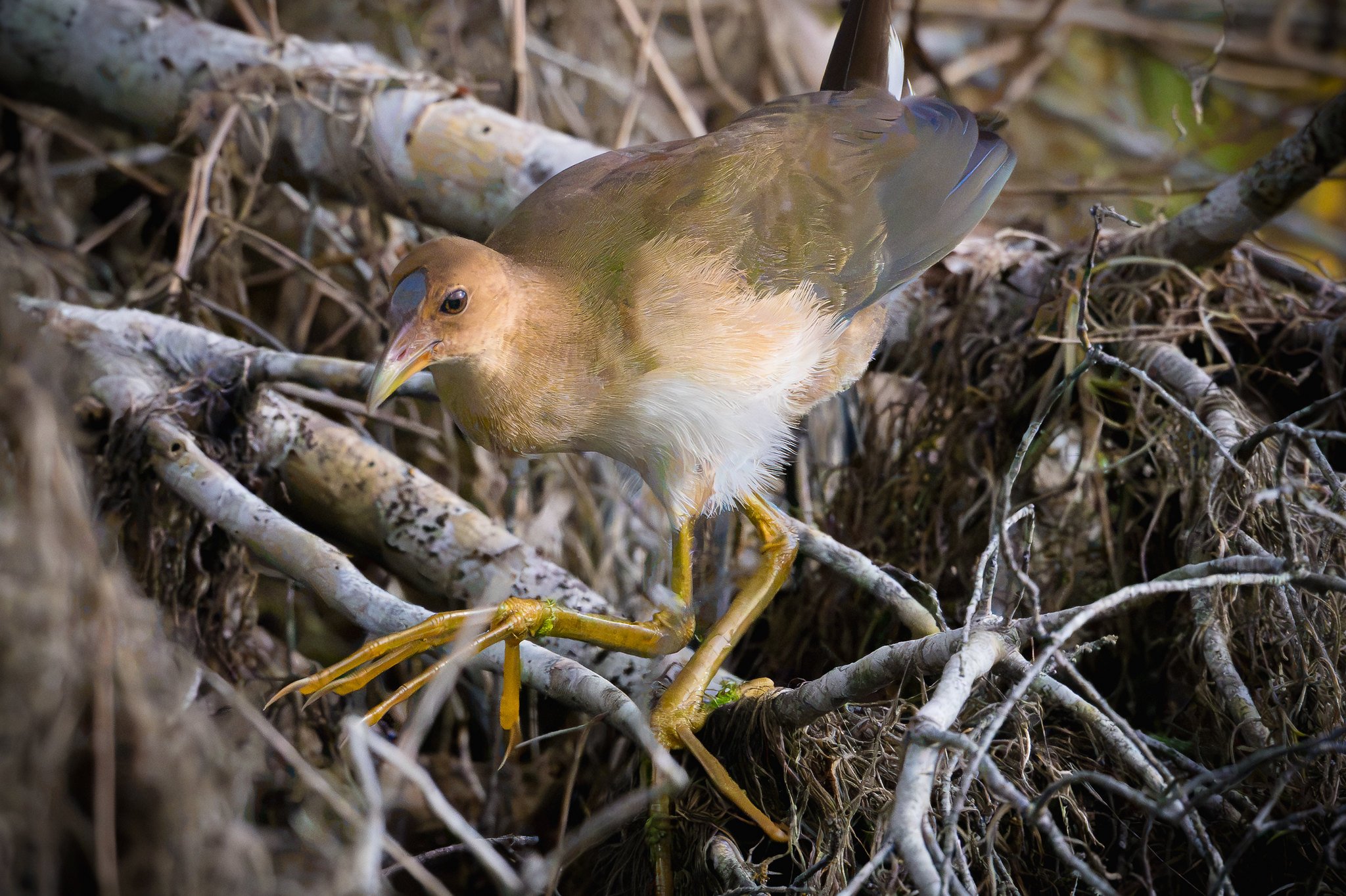 Purple Gallinule