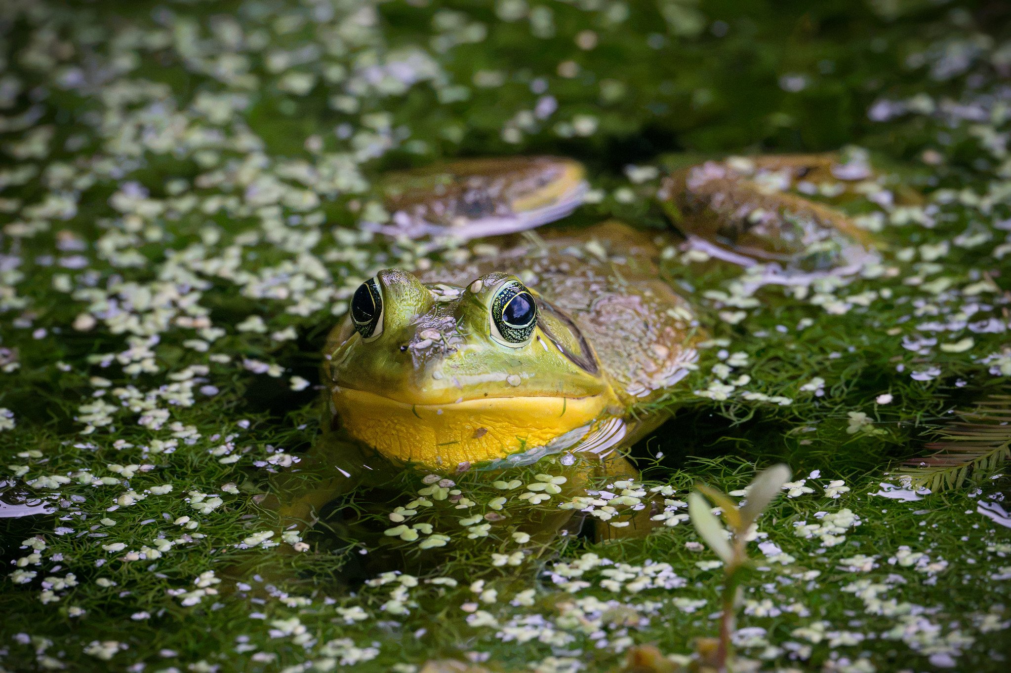 American Bullfrog
