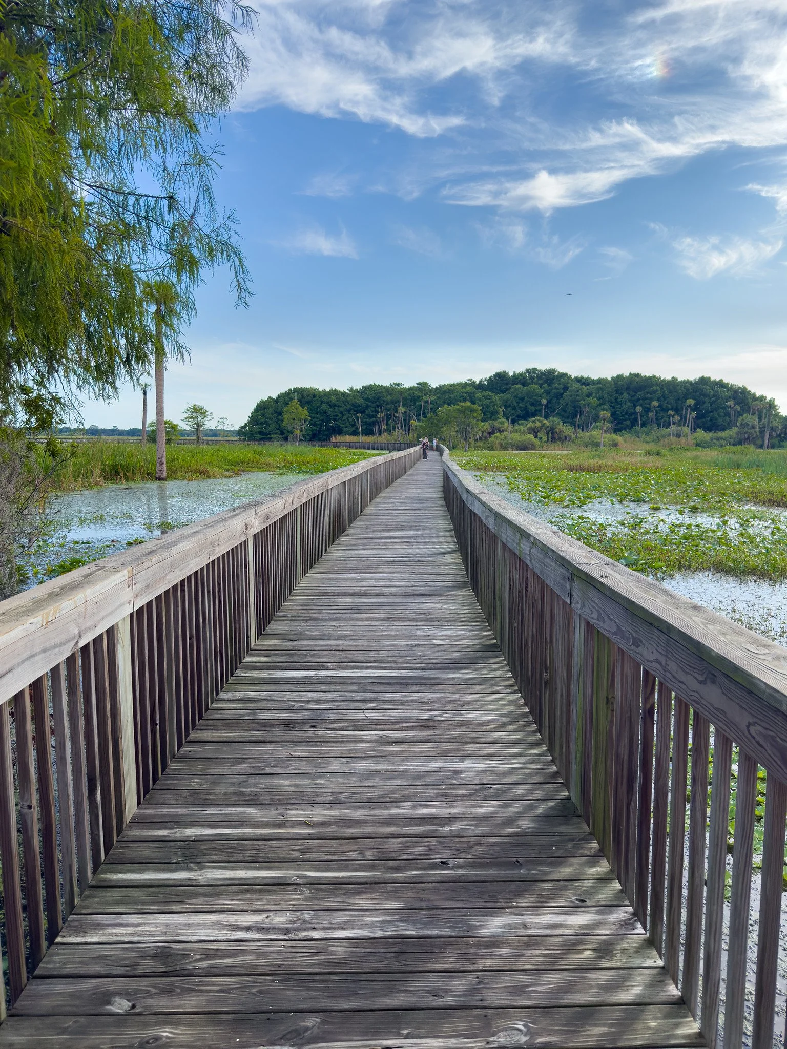 Cypress Boardwalk
