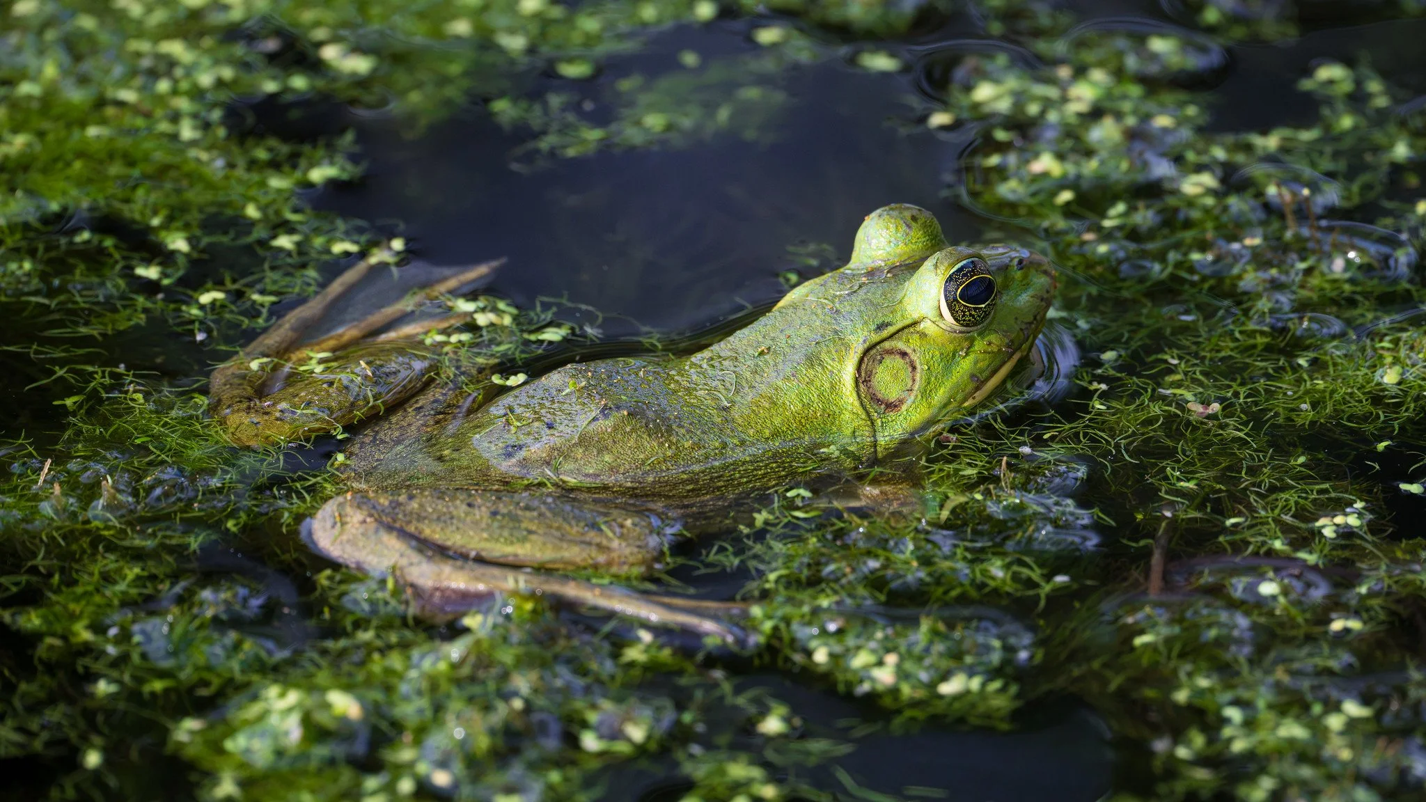American Bullfrog