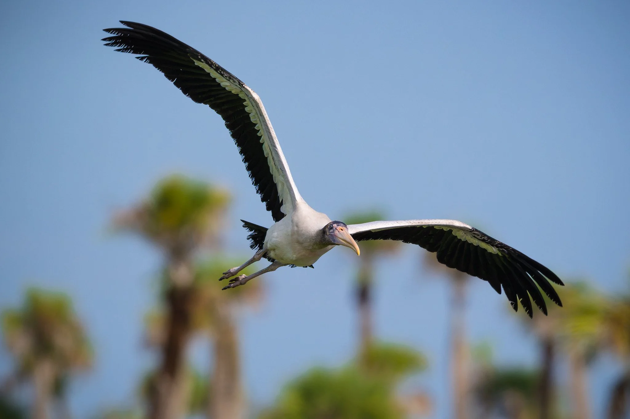 Wood Stork