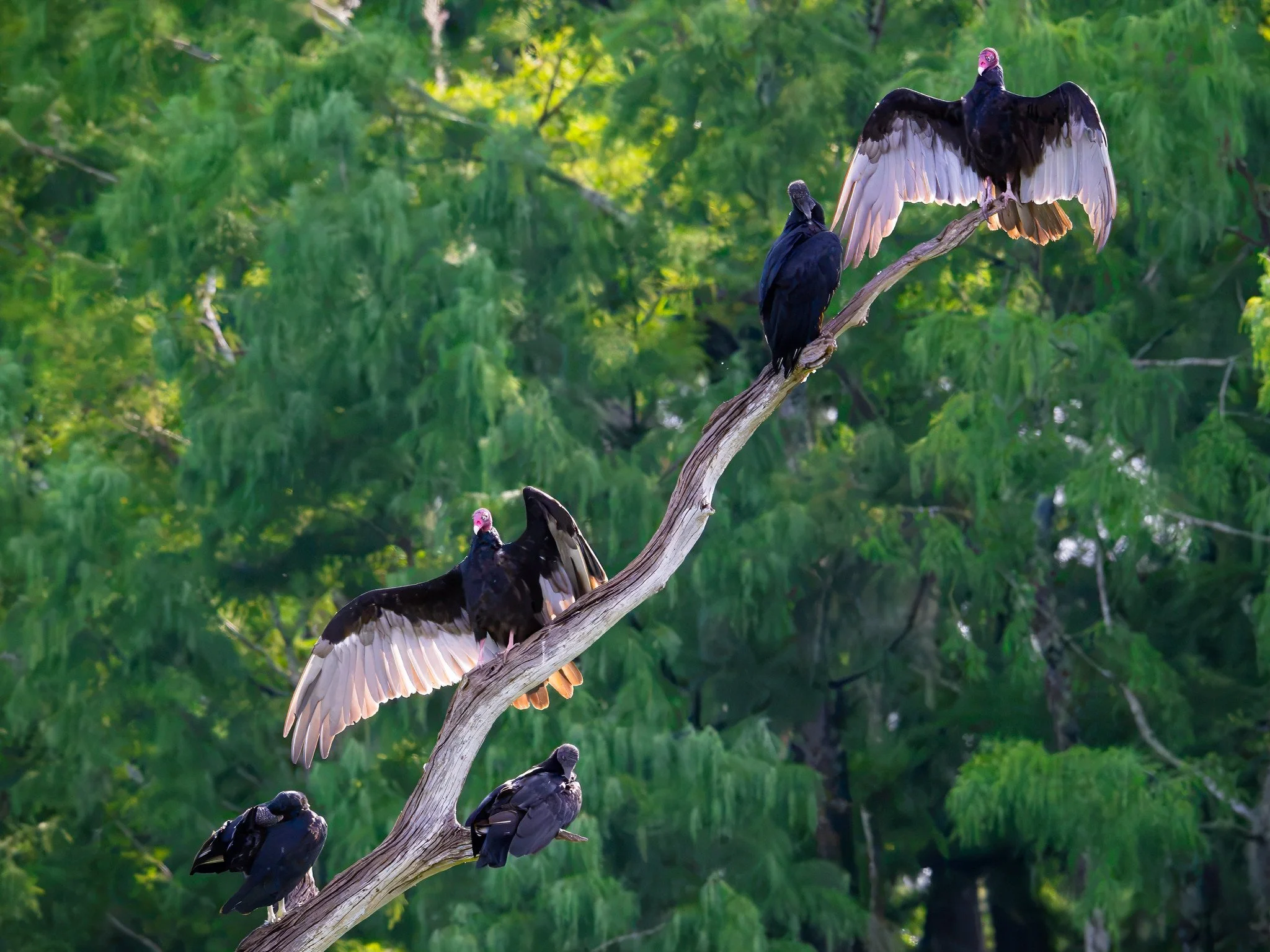 Turkey Vultures