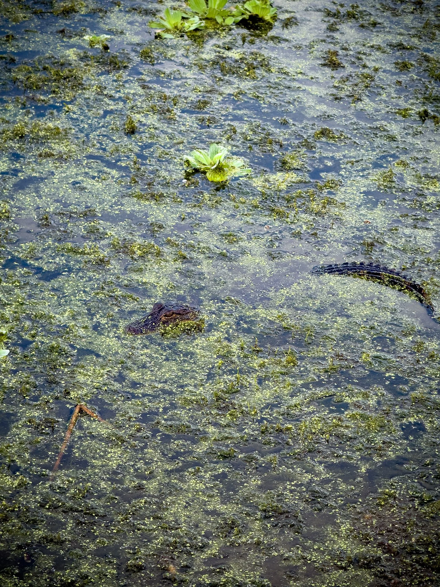 Alligator