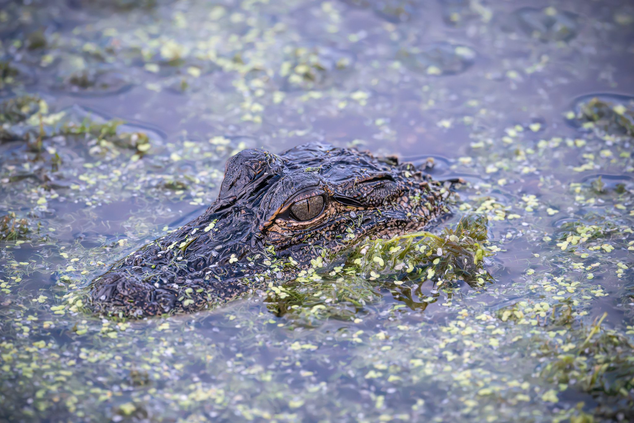 Alligator