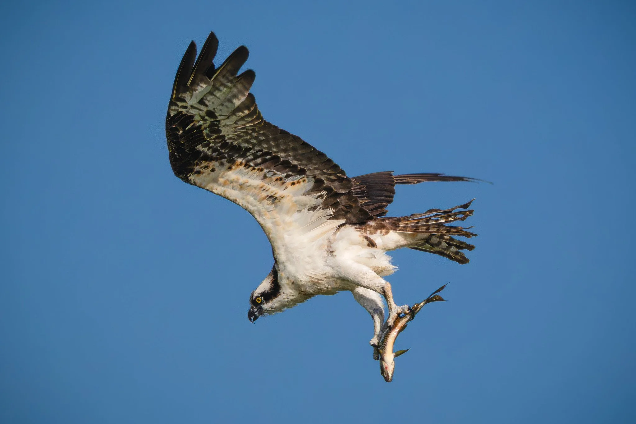 American Osprey