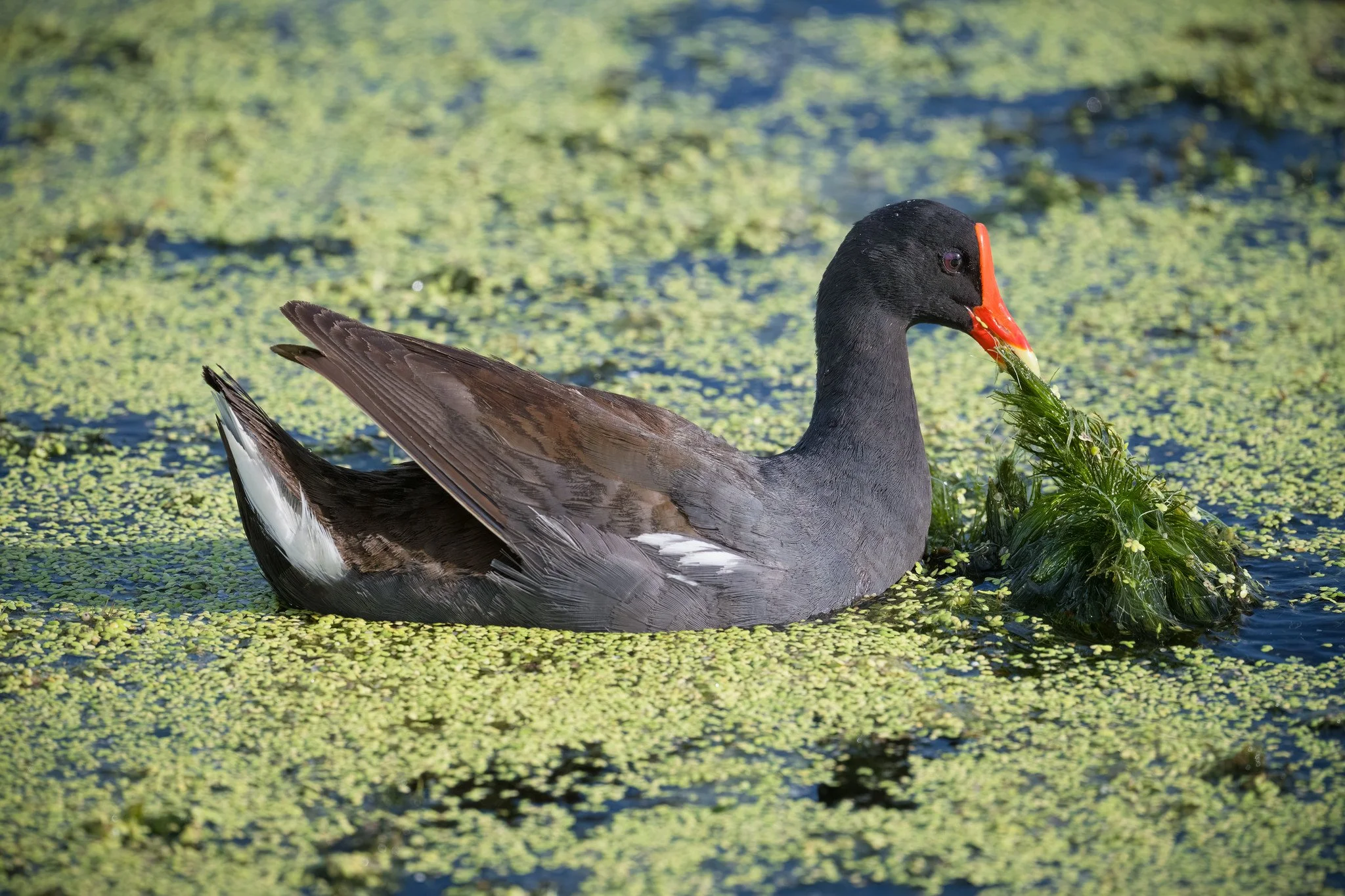 Common Gallinule