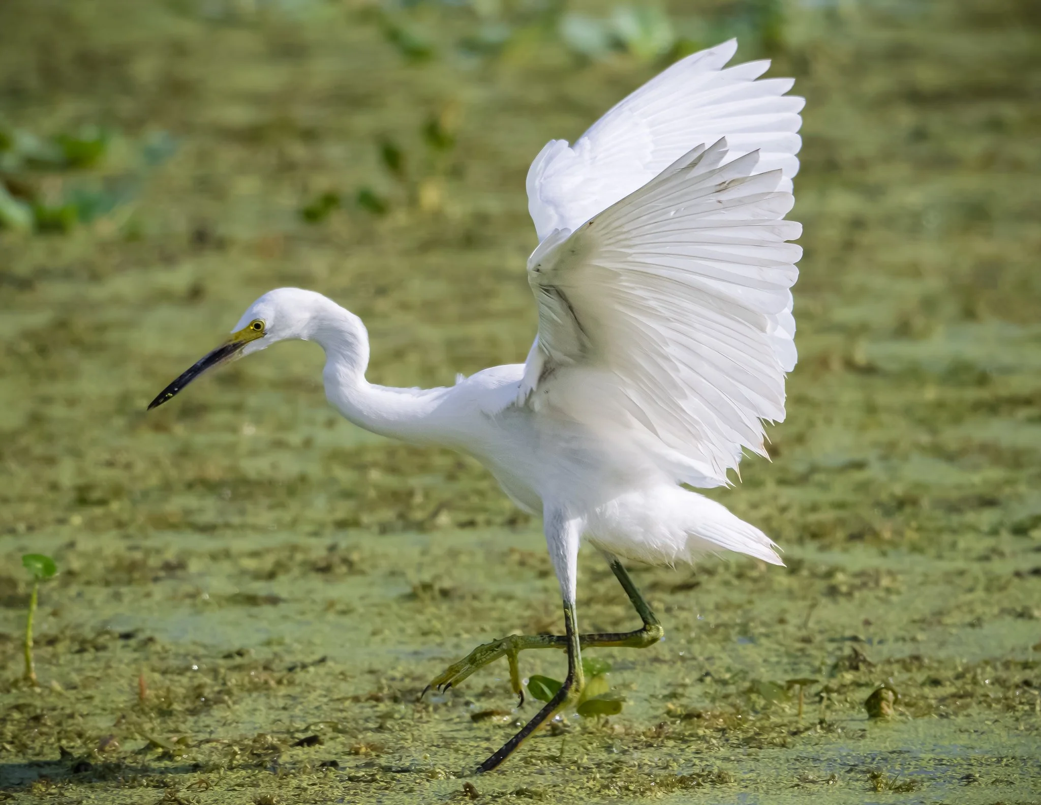 Snowy Egret