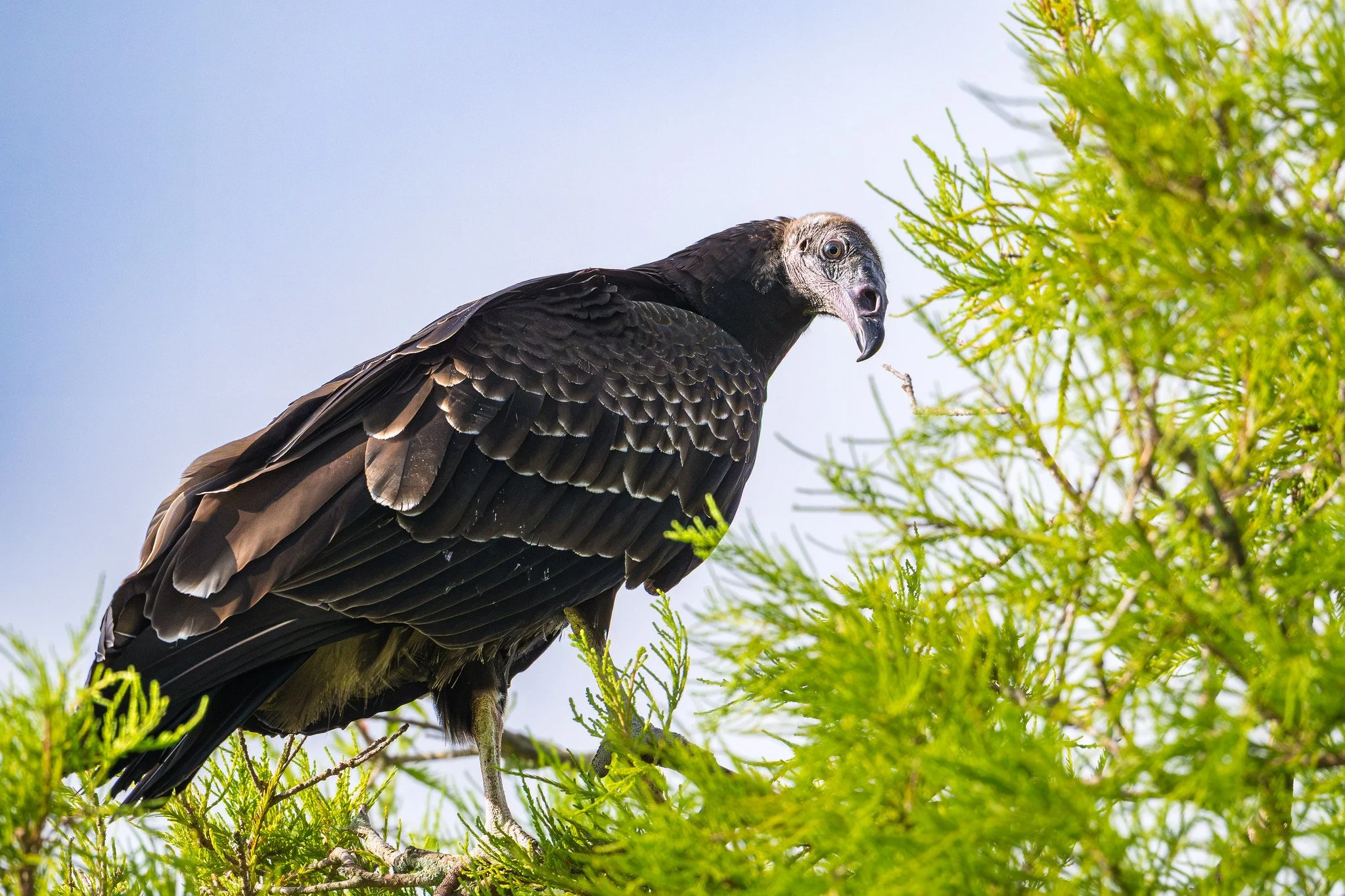 Turkey Vultures