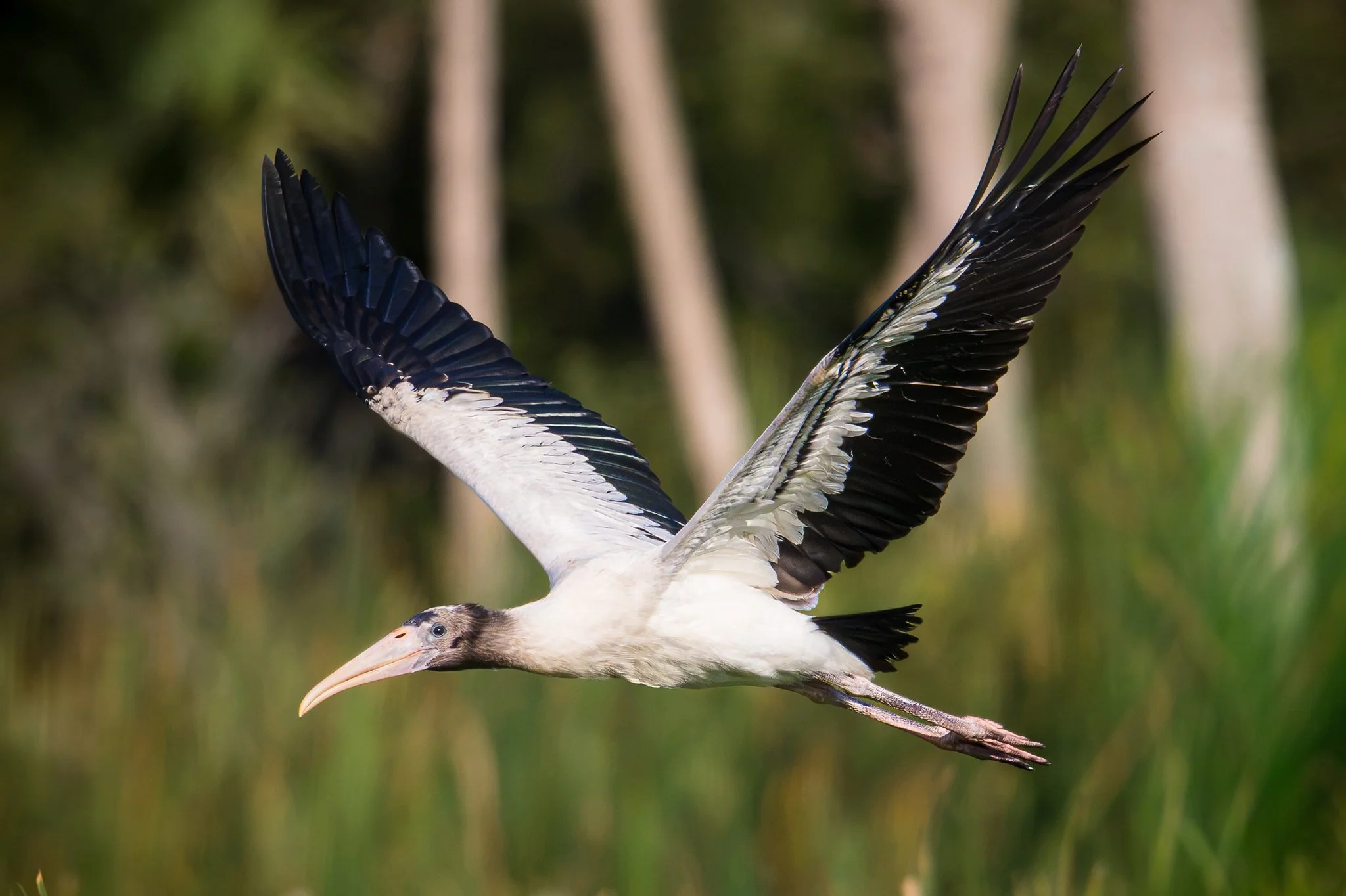 Wood Stork