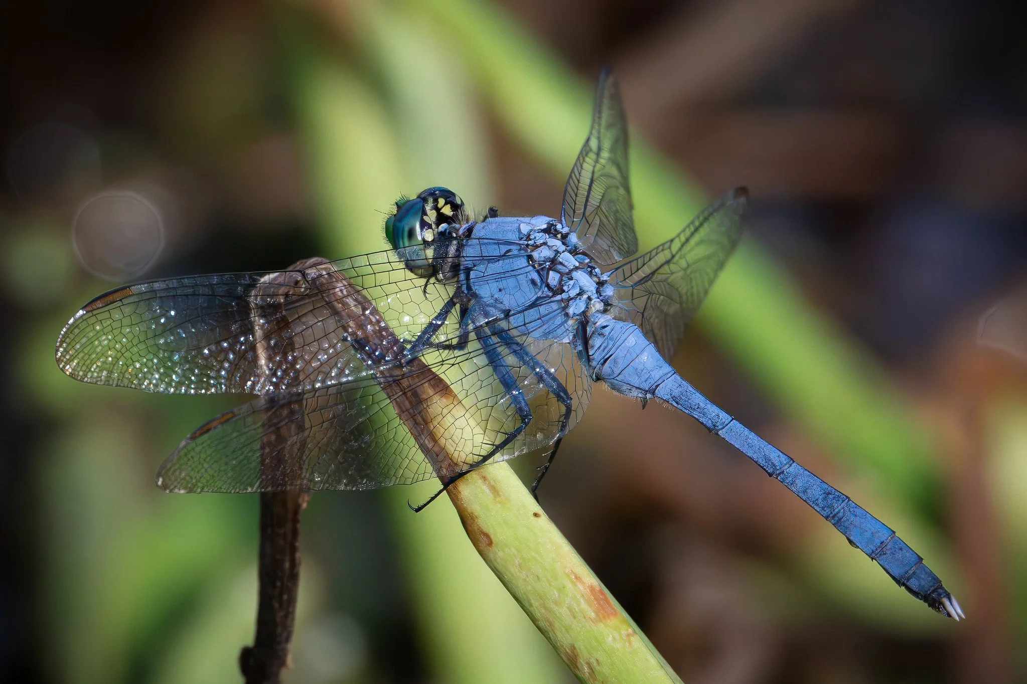 Eastern Pondhawk