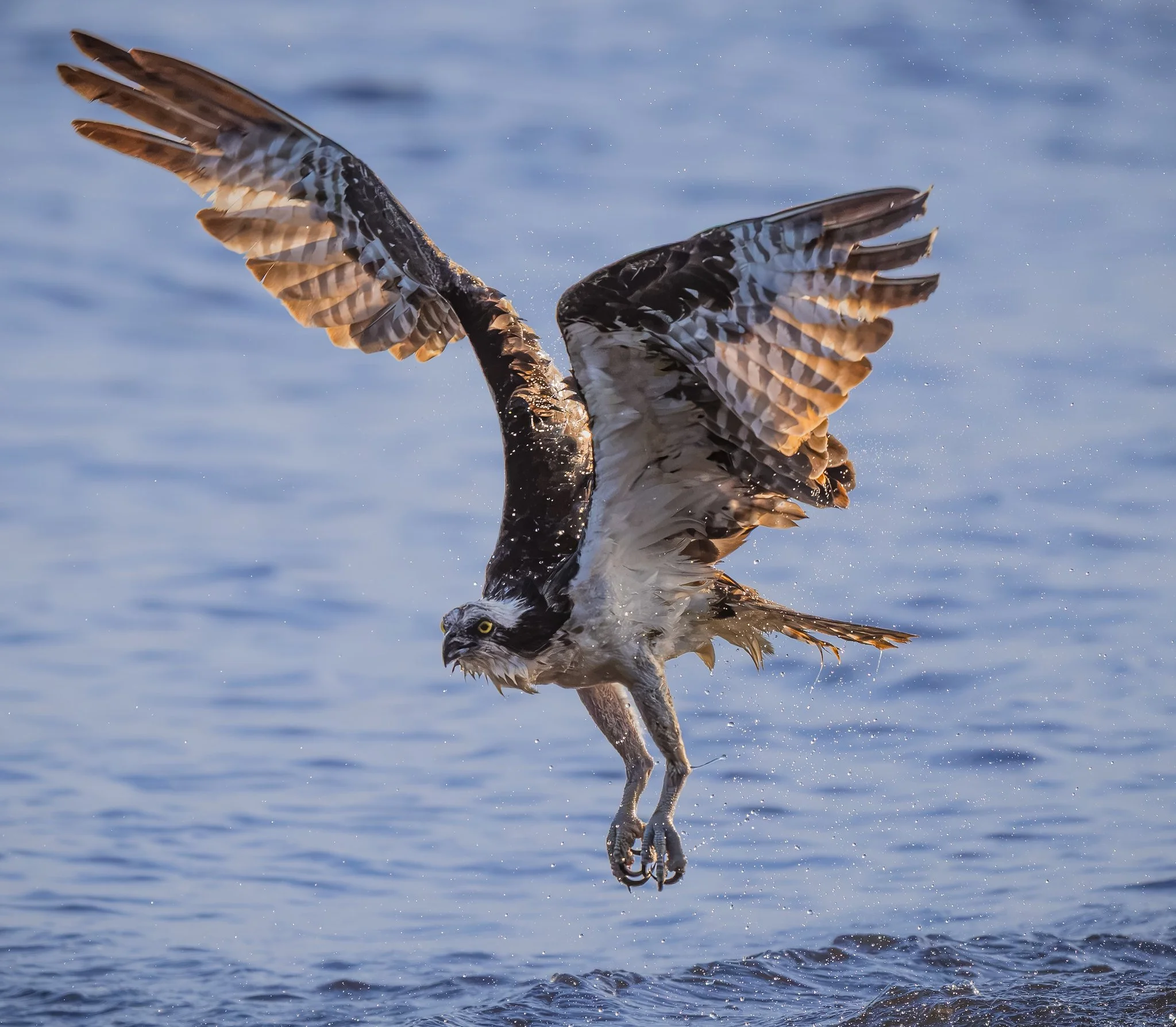 American Osprey
