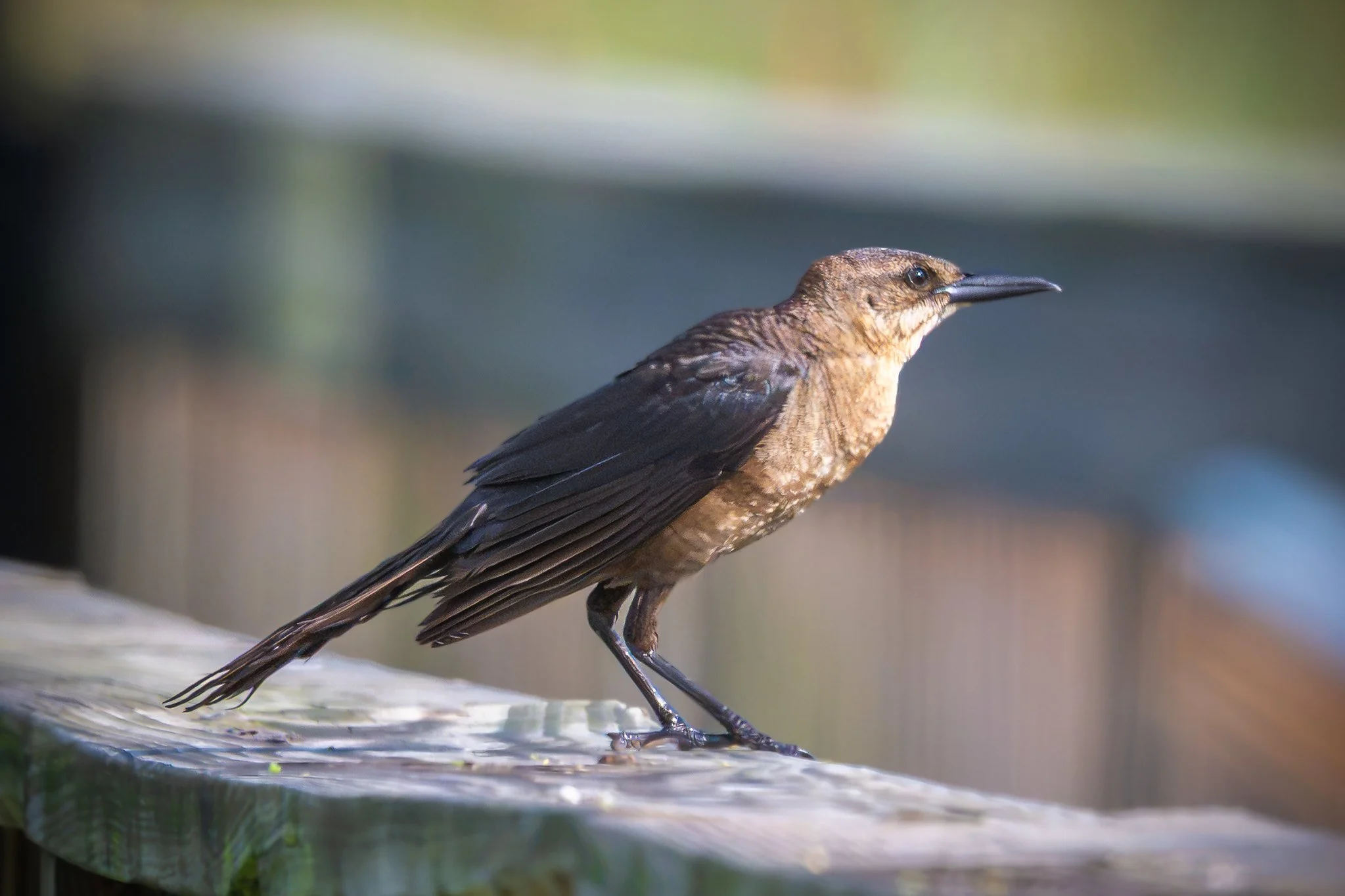 Boat-tailed Grackle