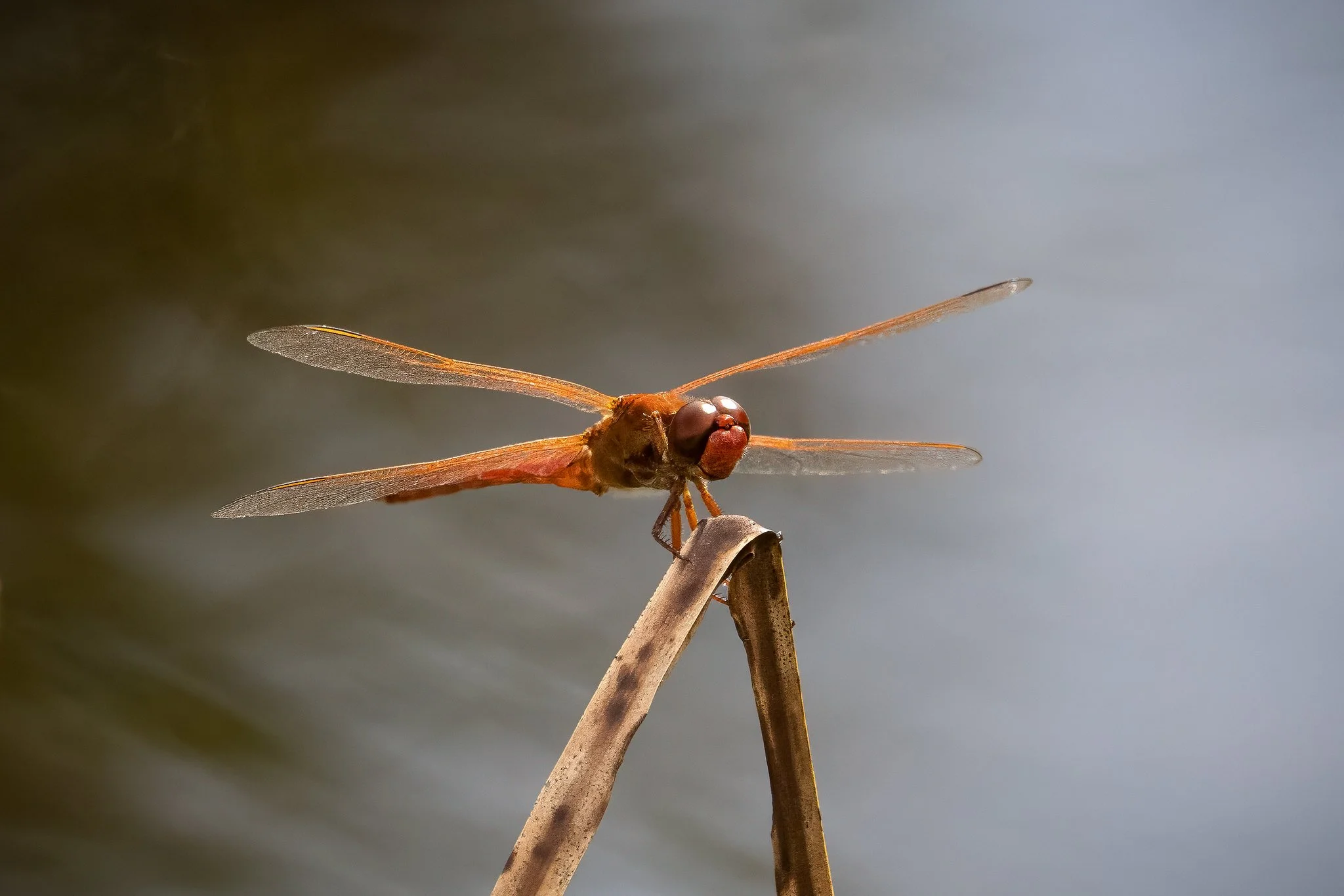 Needham's Skimmer