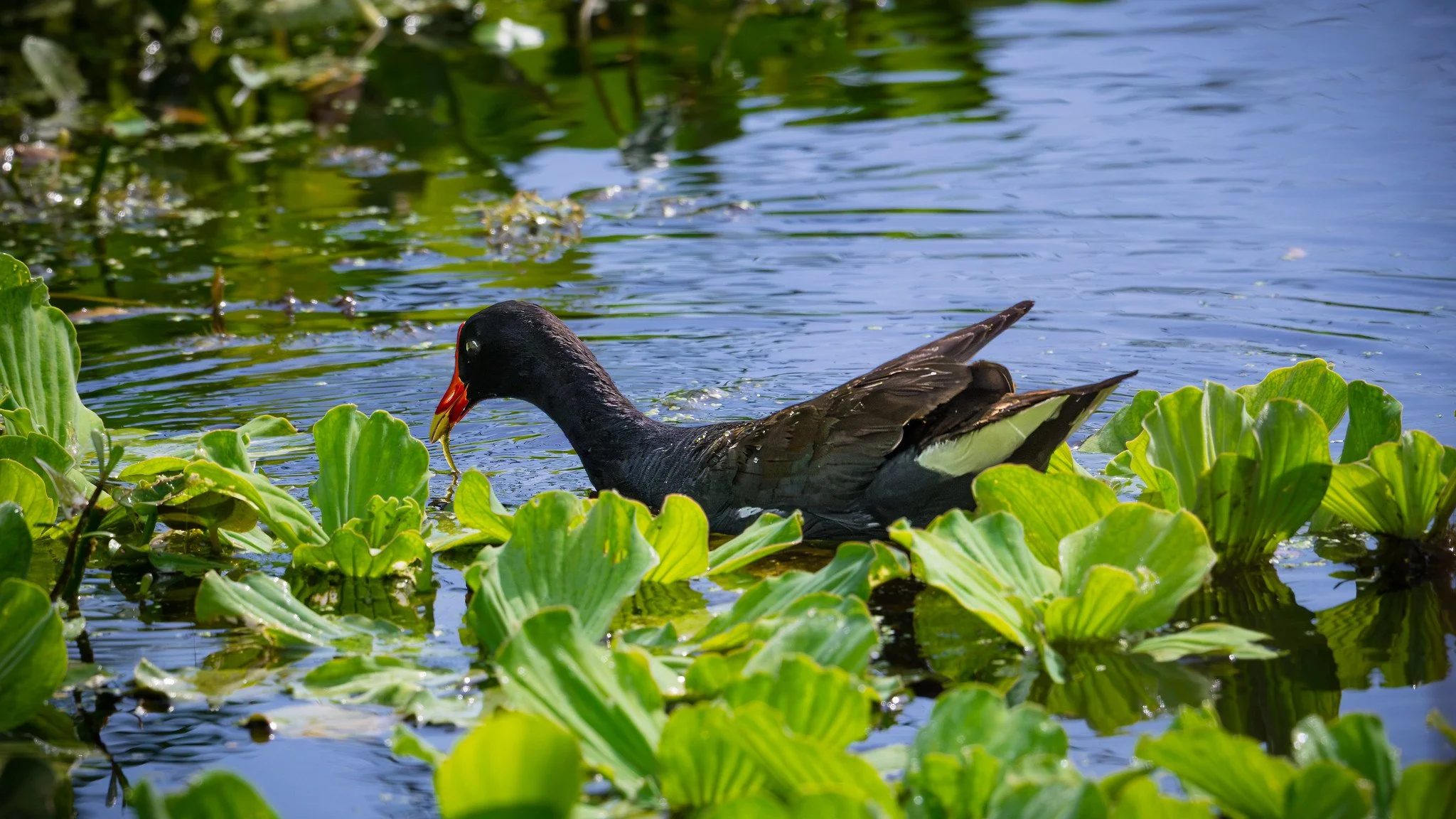 Common Gallinule