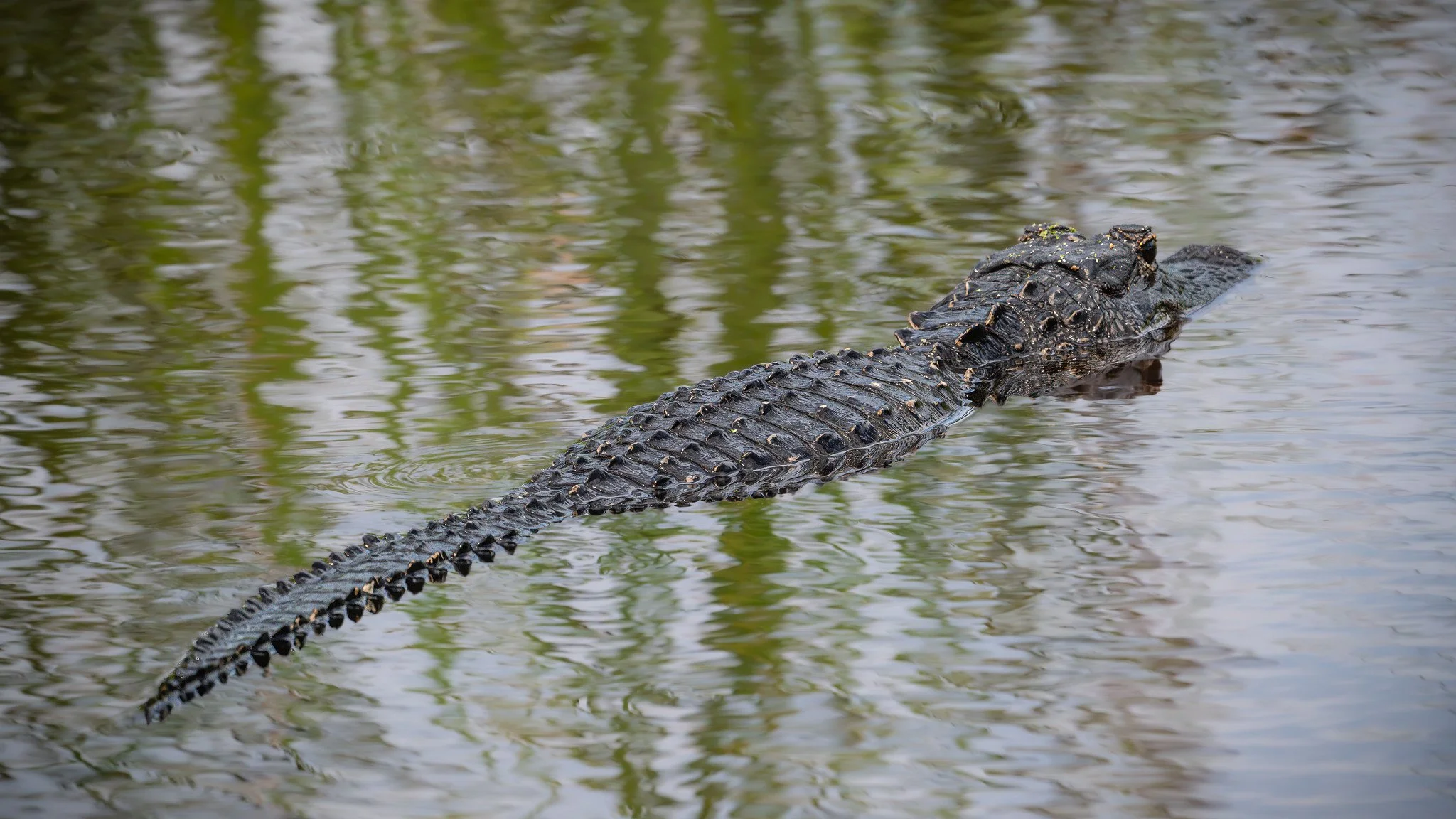 Alligator