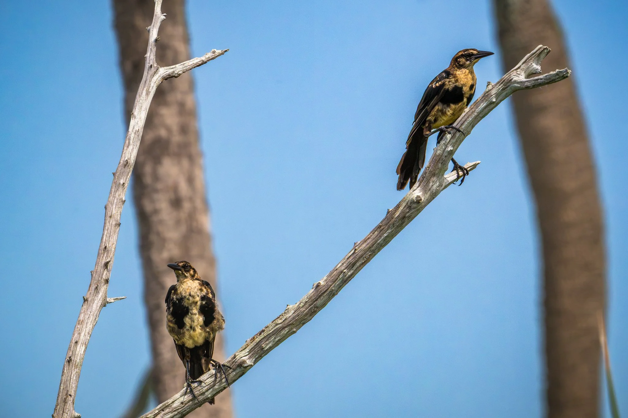 Boat-tailed Grackle