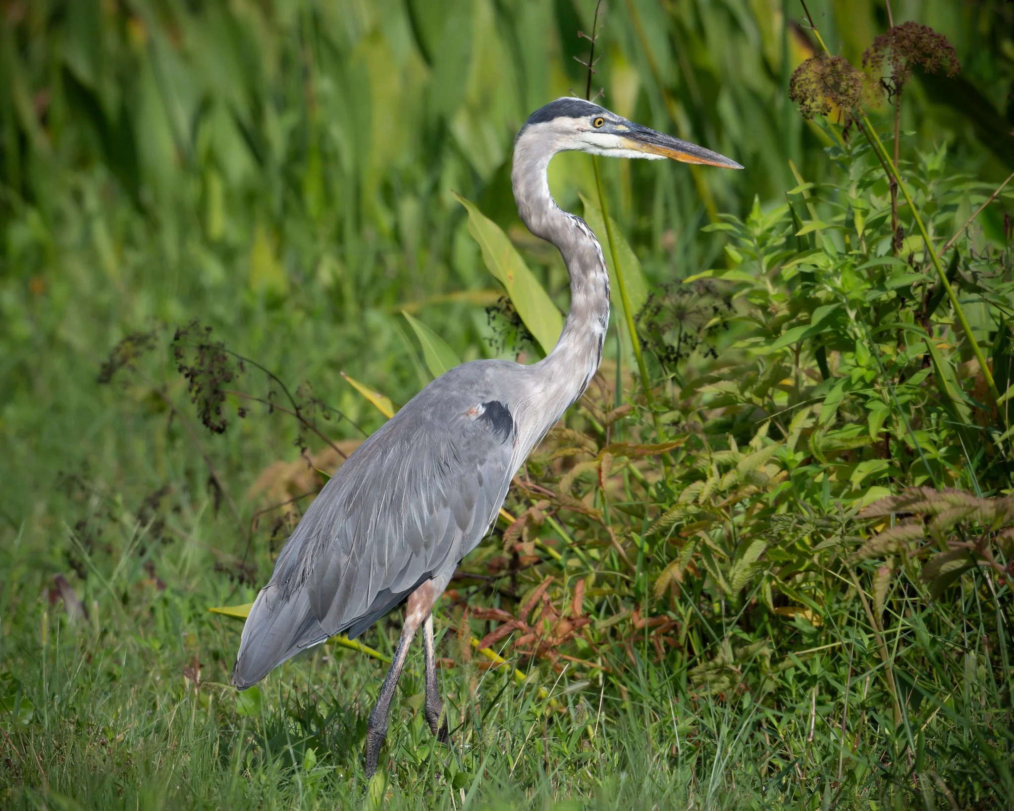 Great Blue Heron