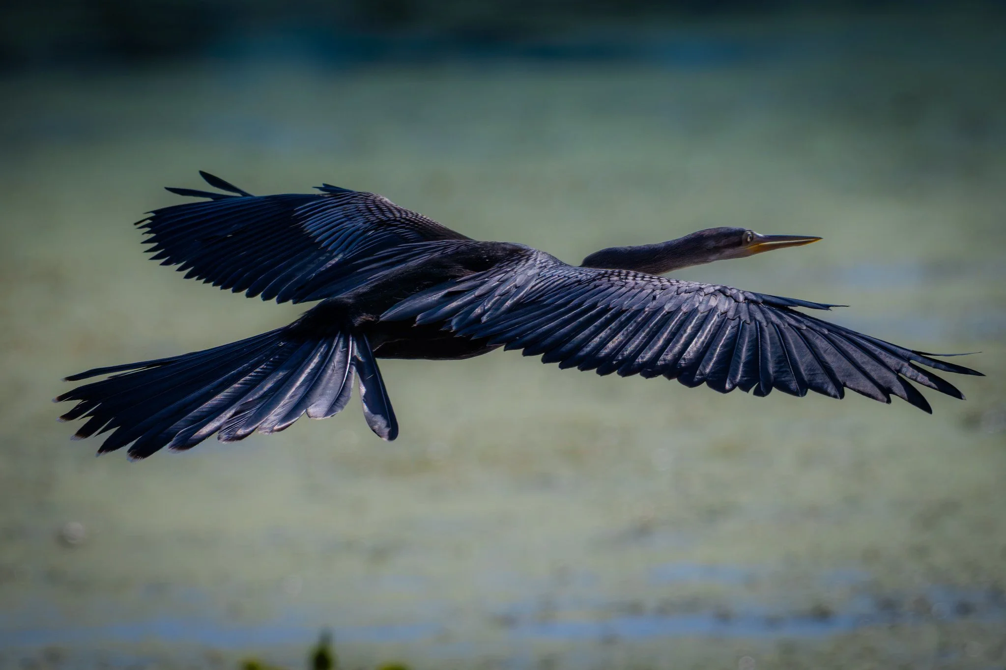 Anhinga