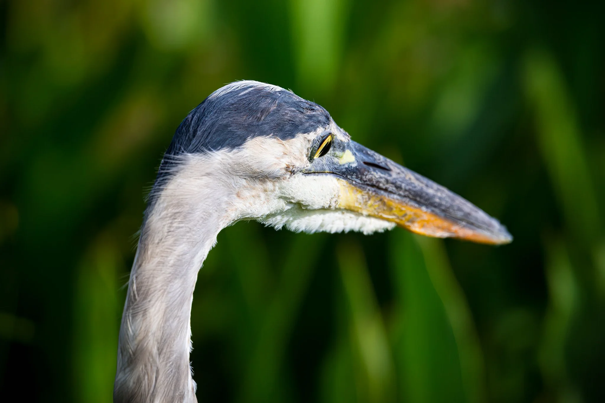 Great Blue Heron