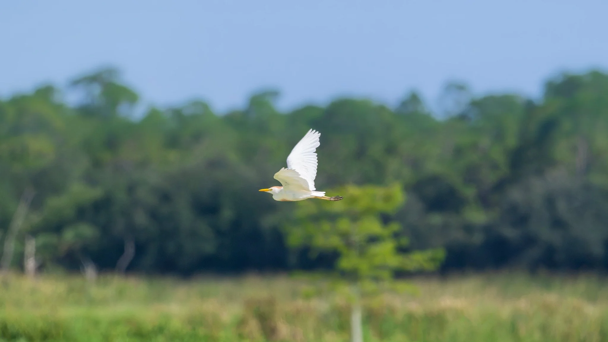 Western Cattle Egret