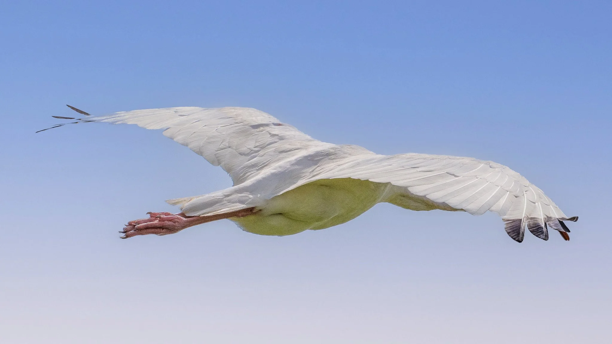 White Ibis