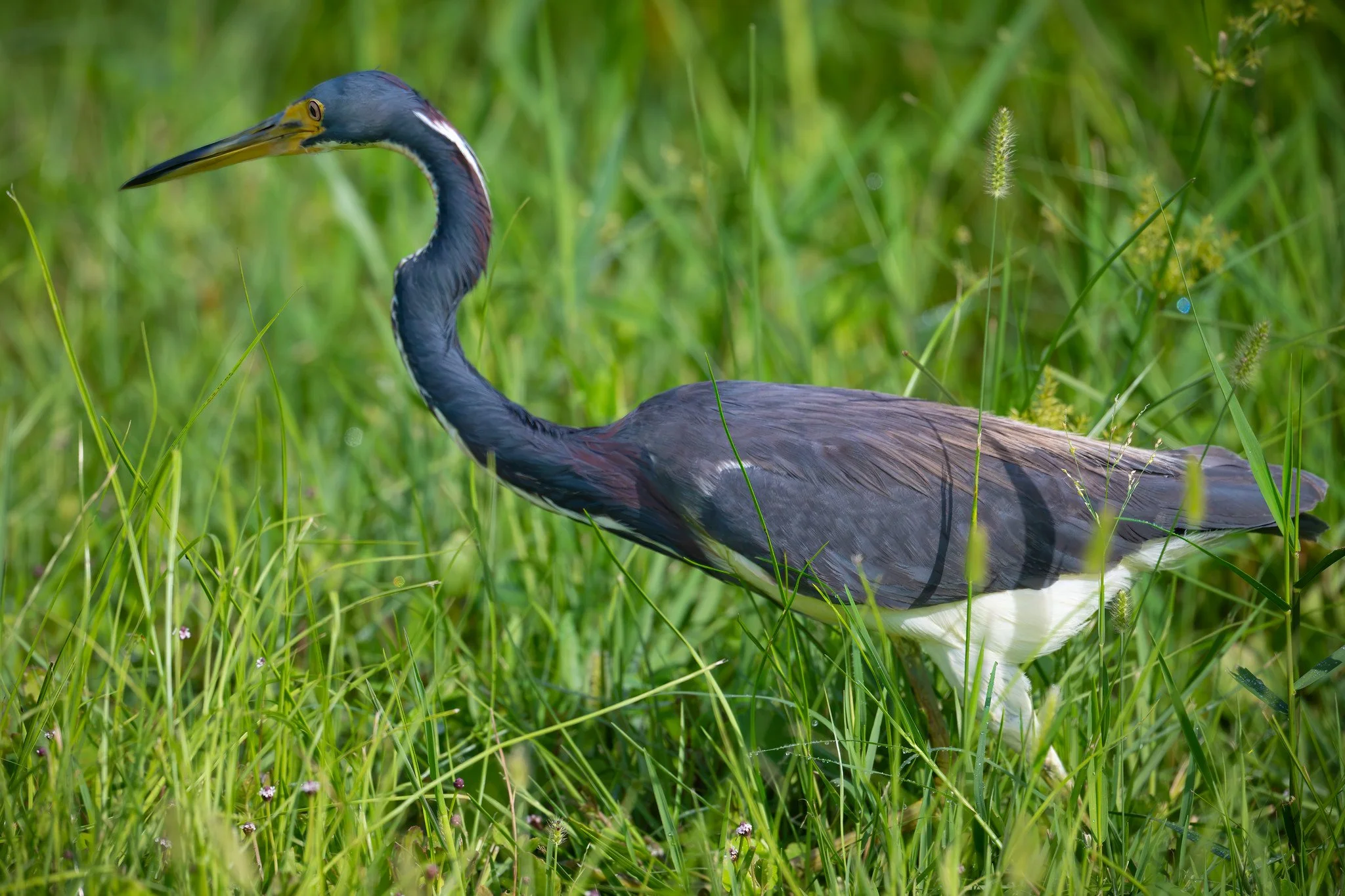 Tricolored Heron