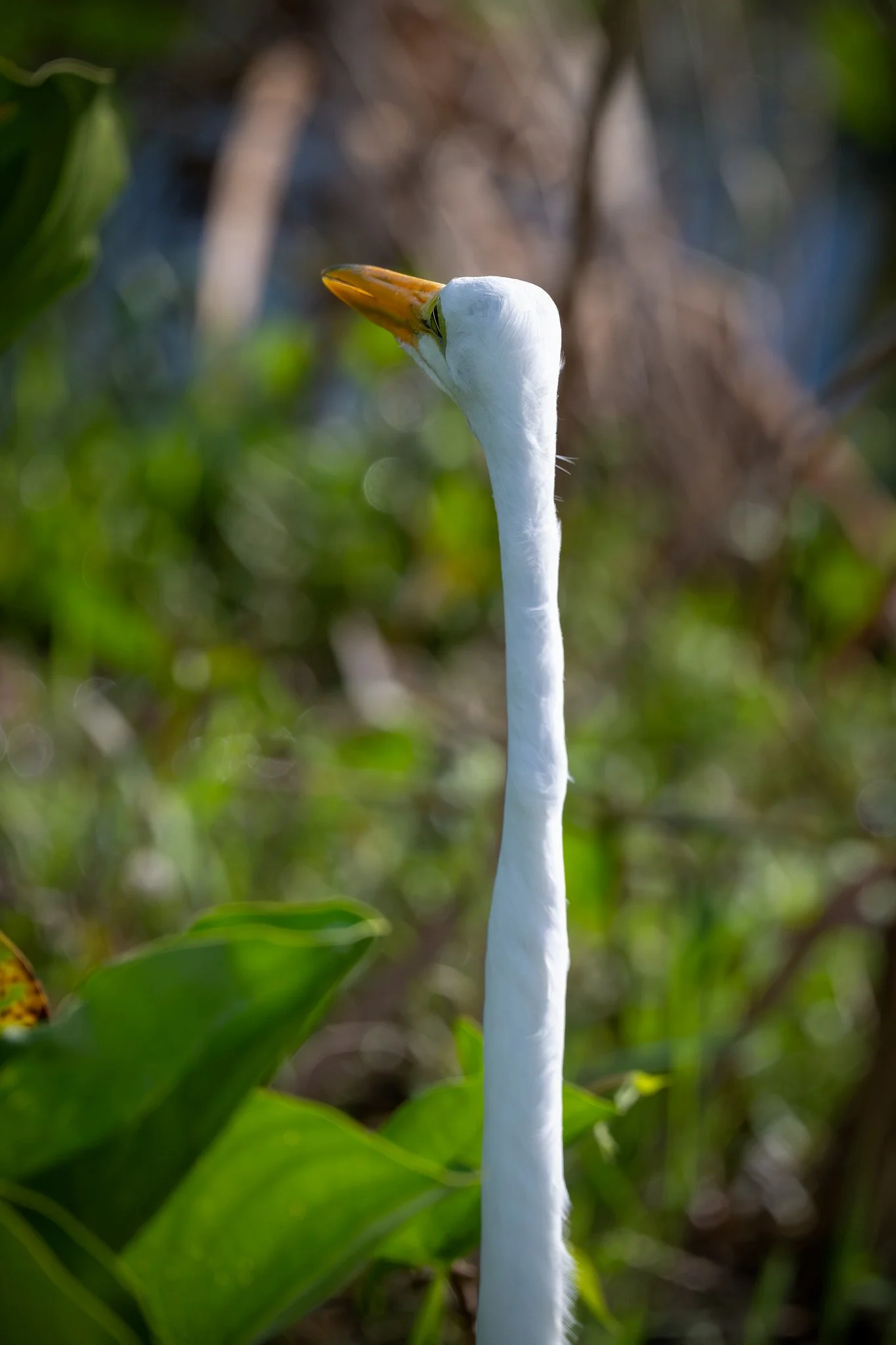Great Egret