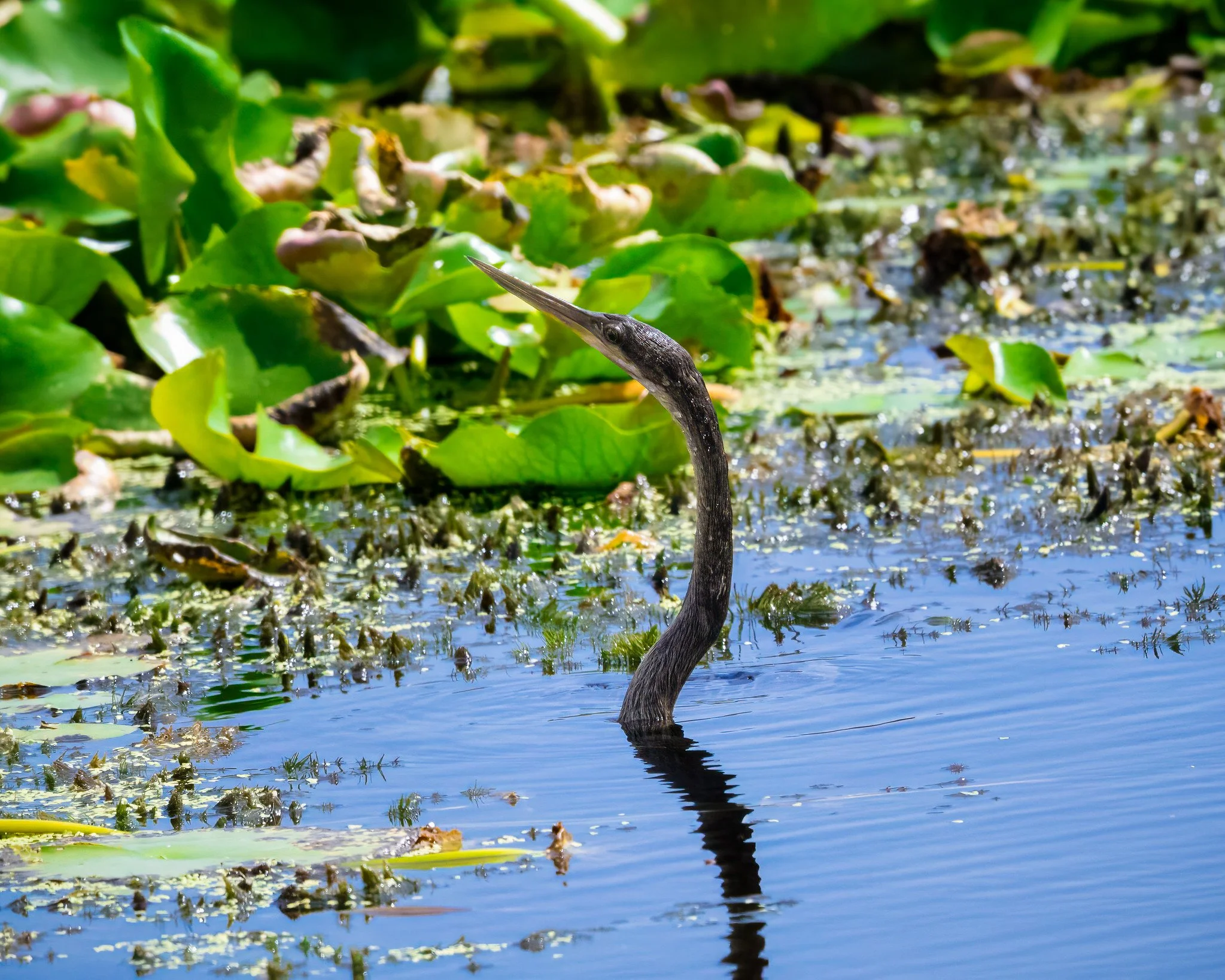 Anhinga