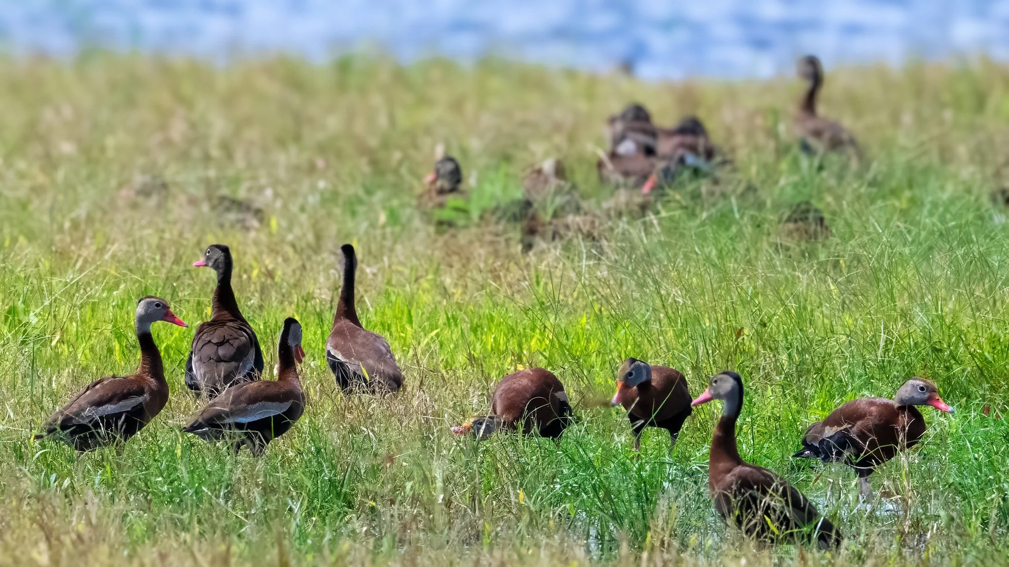 Black-bellied Whistling Duck