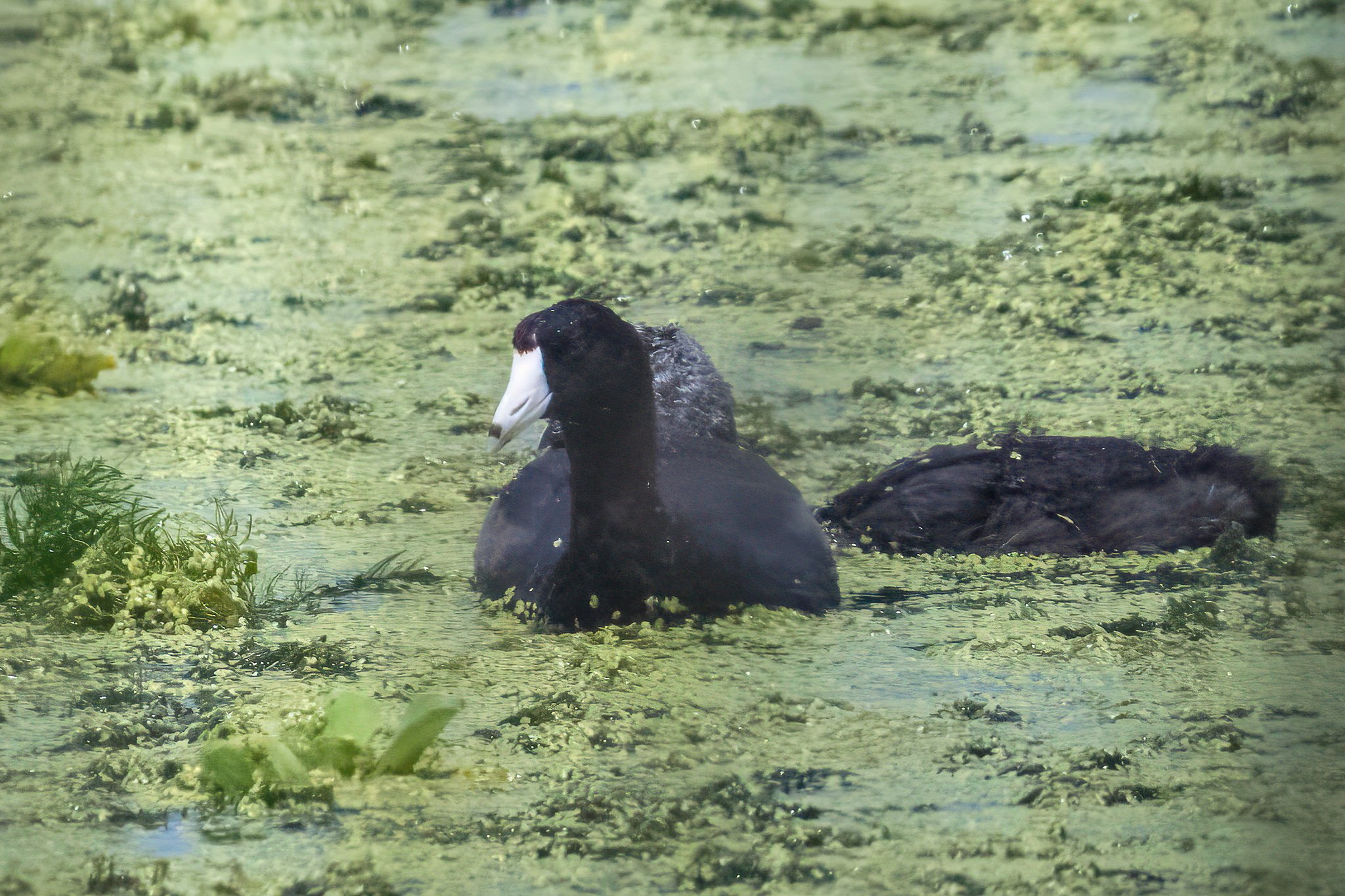 American Coot