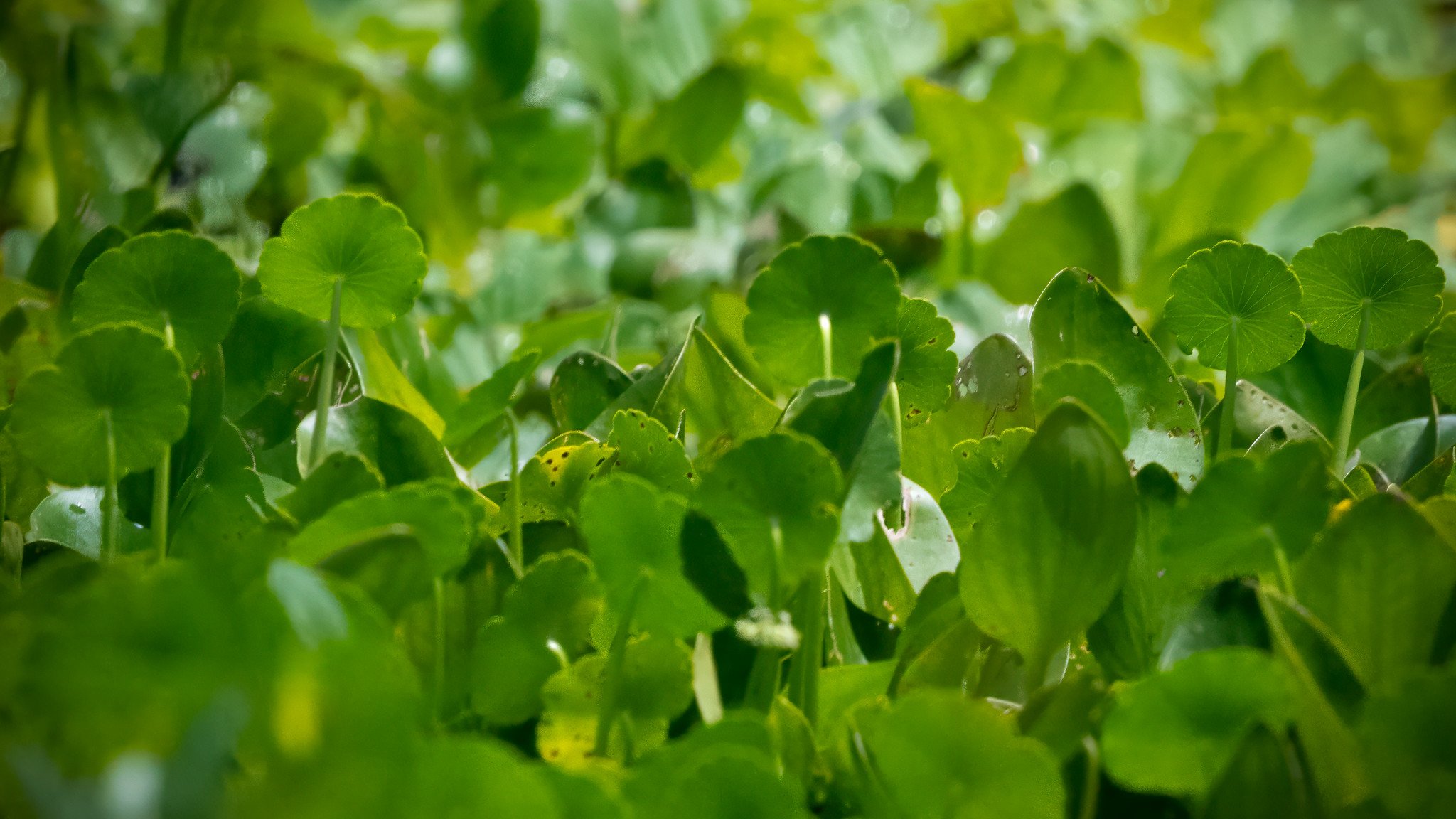 Whorled Pennywort