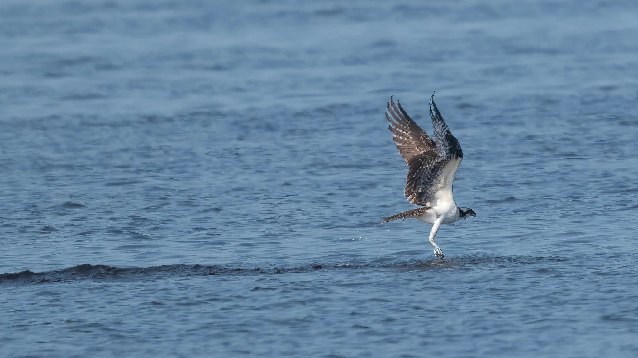 American Osprey