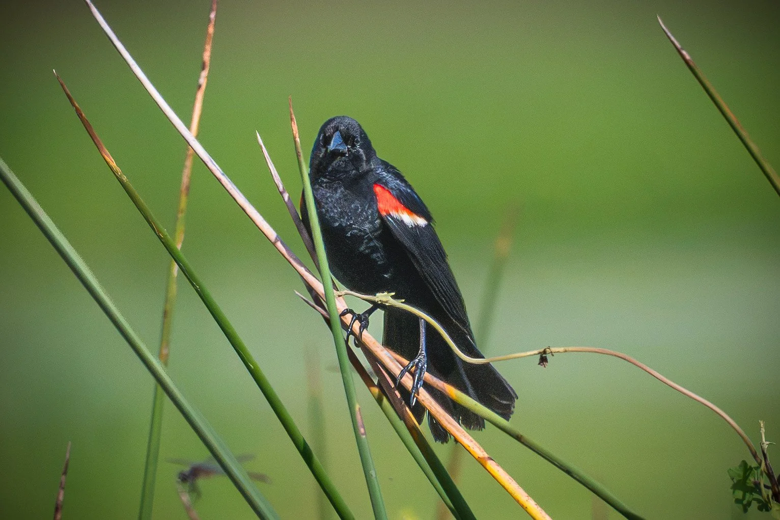 Red-Winged Blackbird