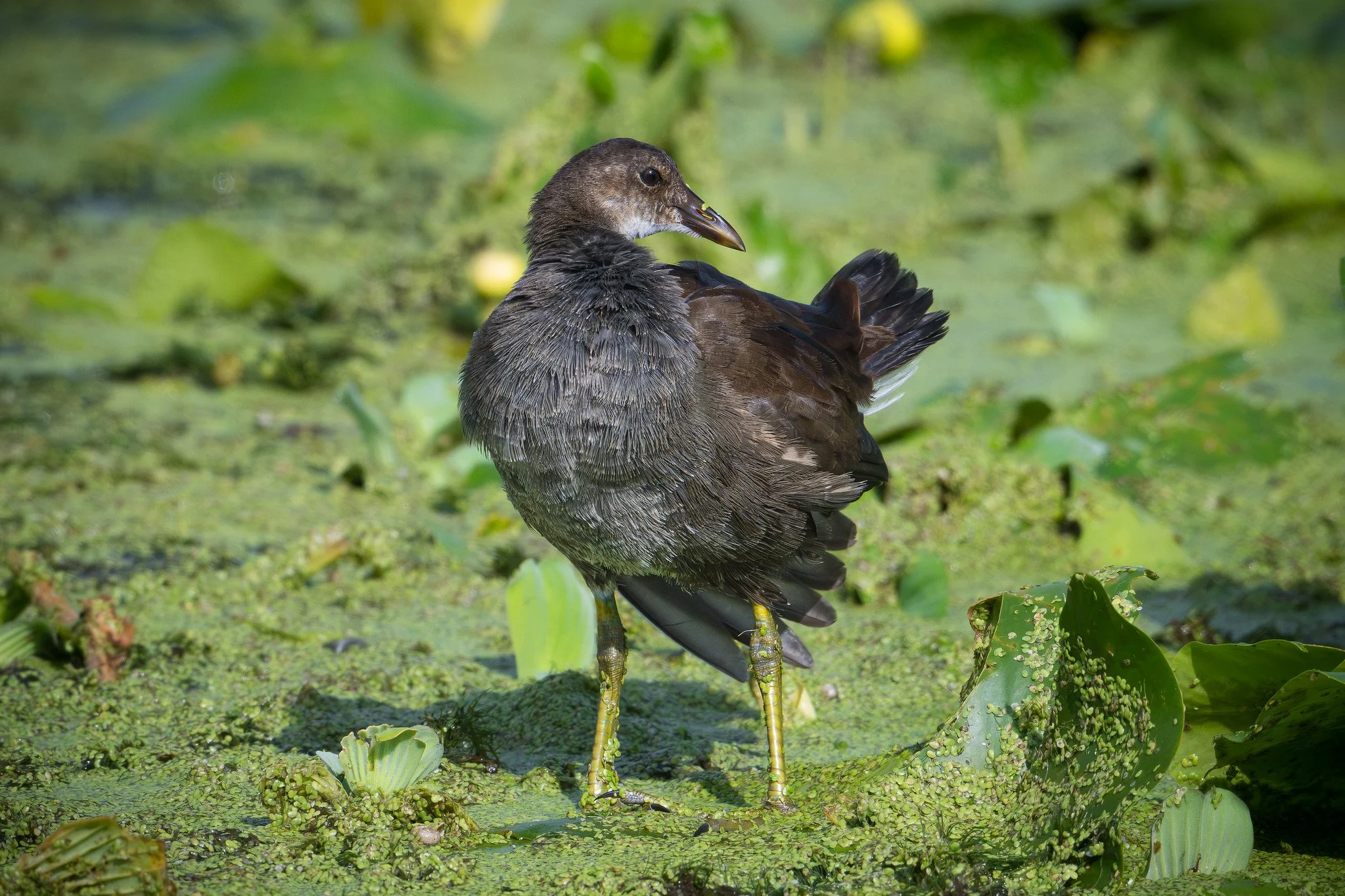 Common Gallinule