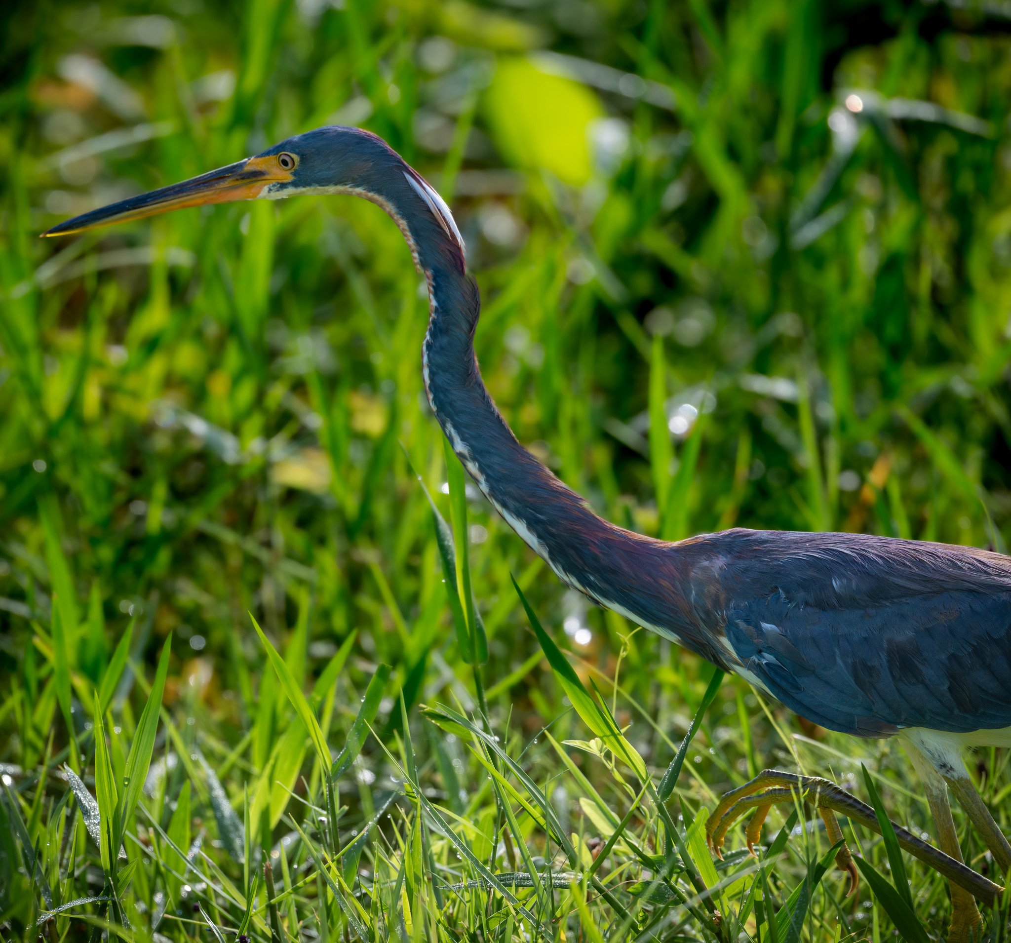 Tricolored Heron