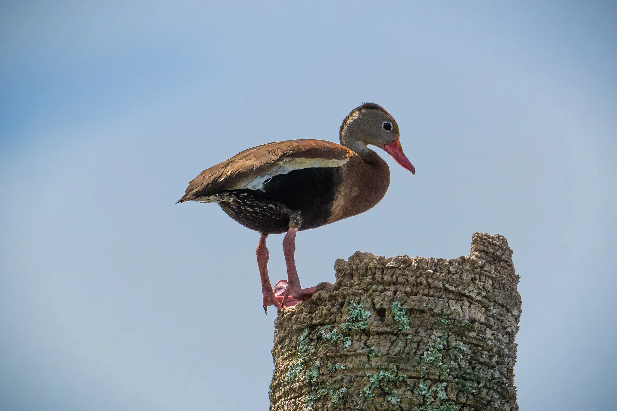 Black-bellied Whistling Duck